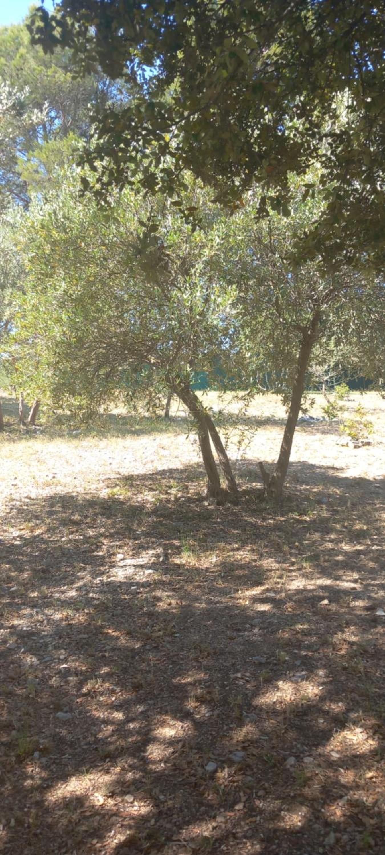 Maprovencale, photo 18