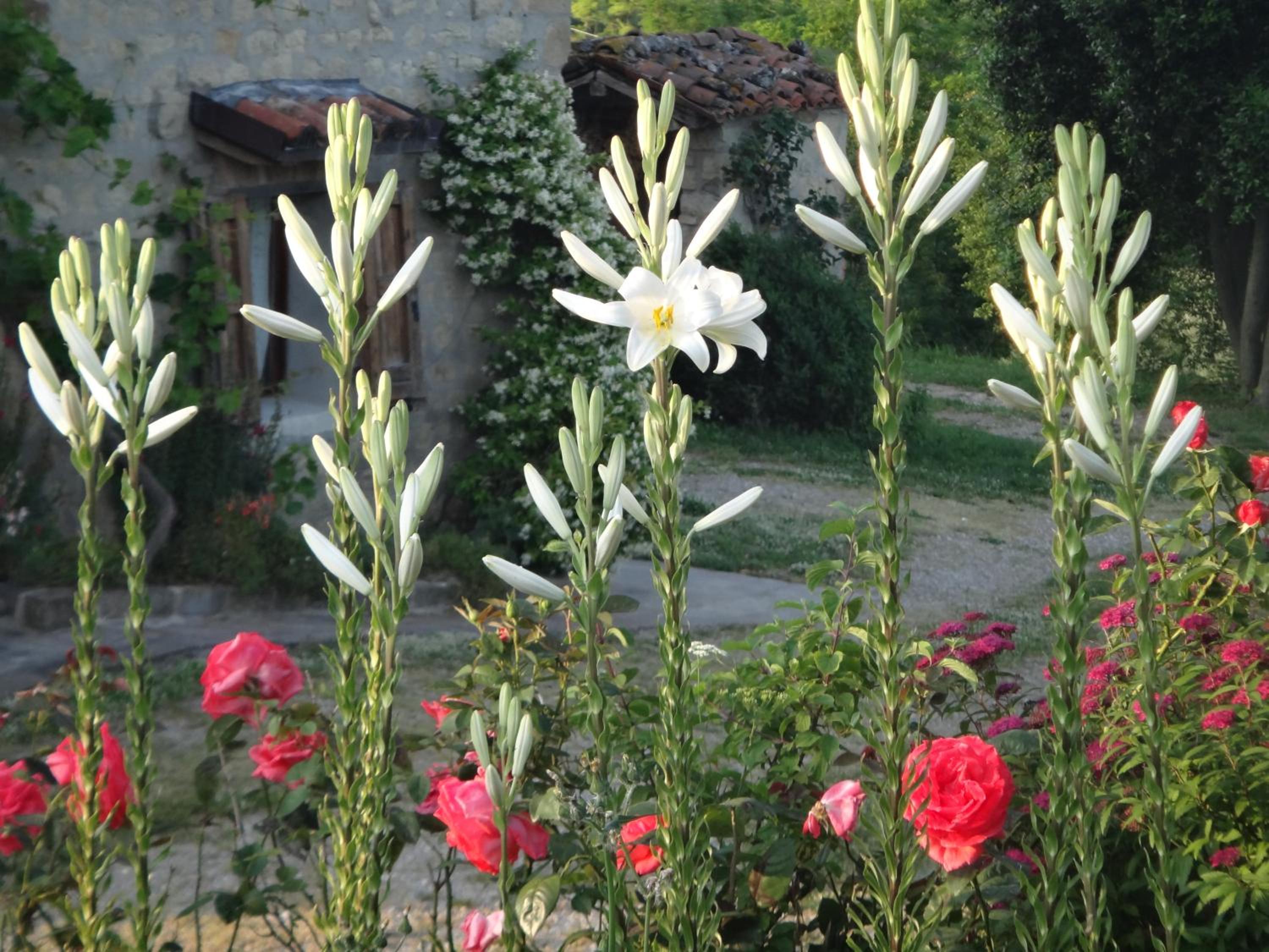 Monte Bibele