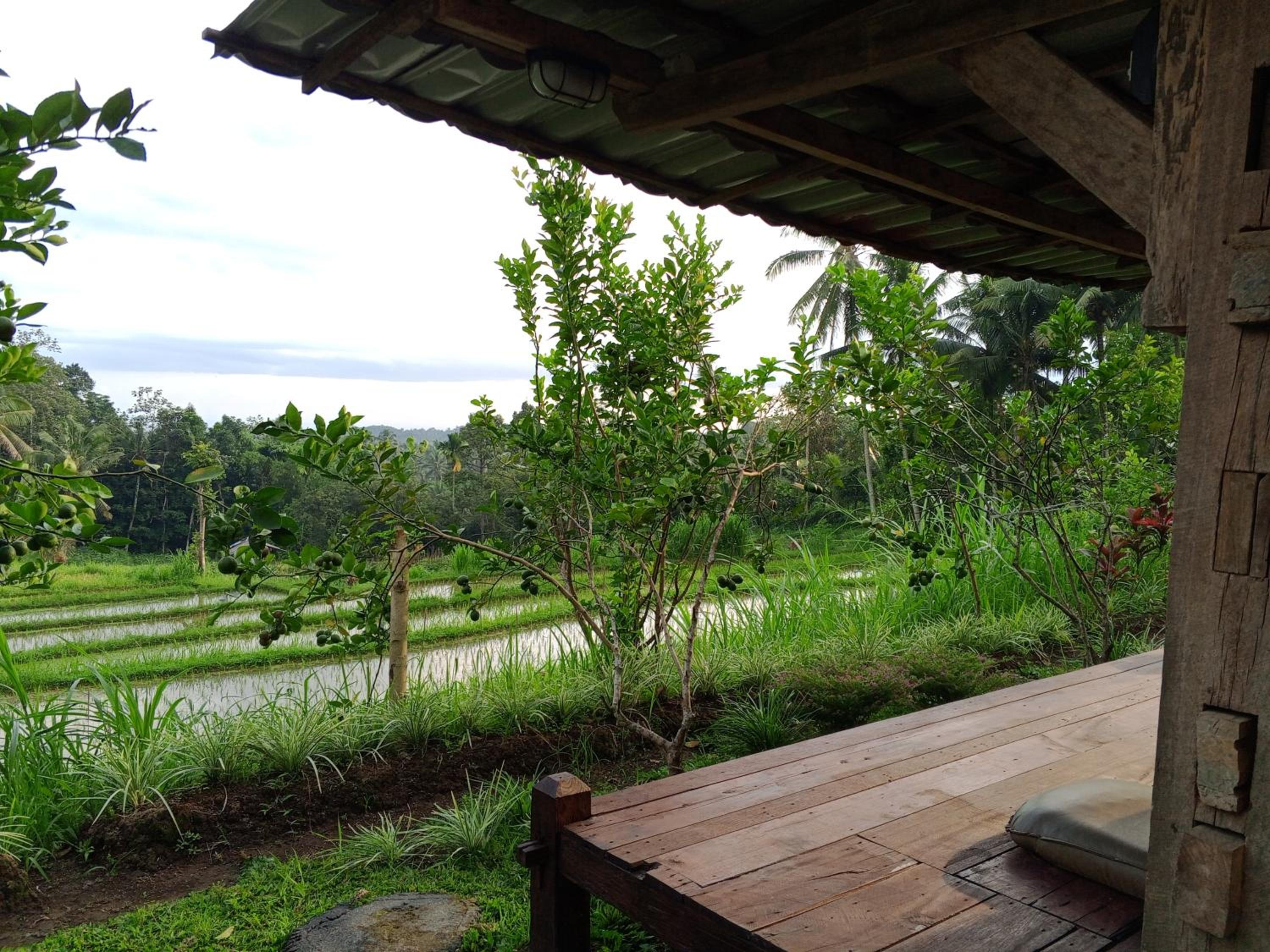 Homestay Ijen Lemon House