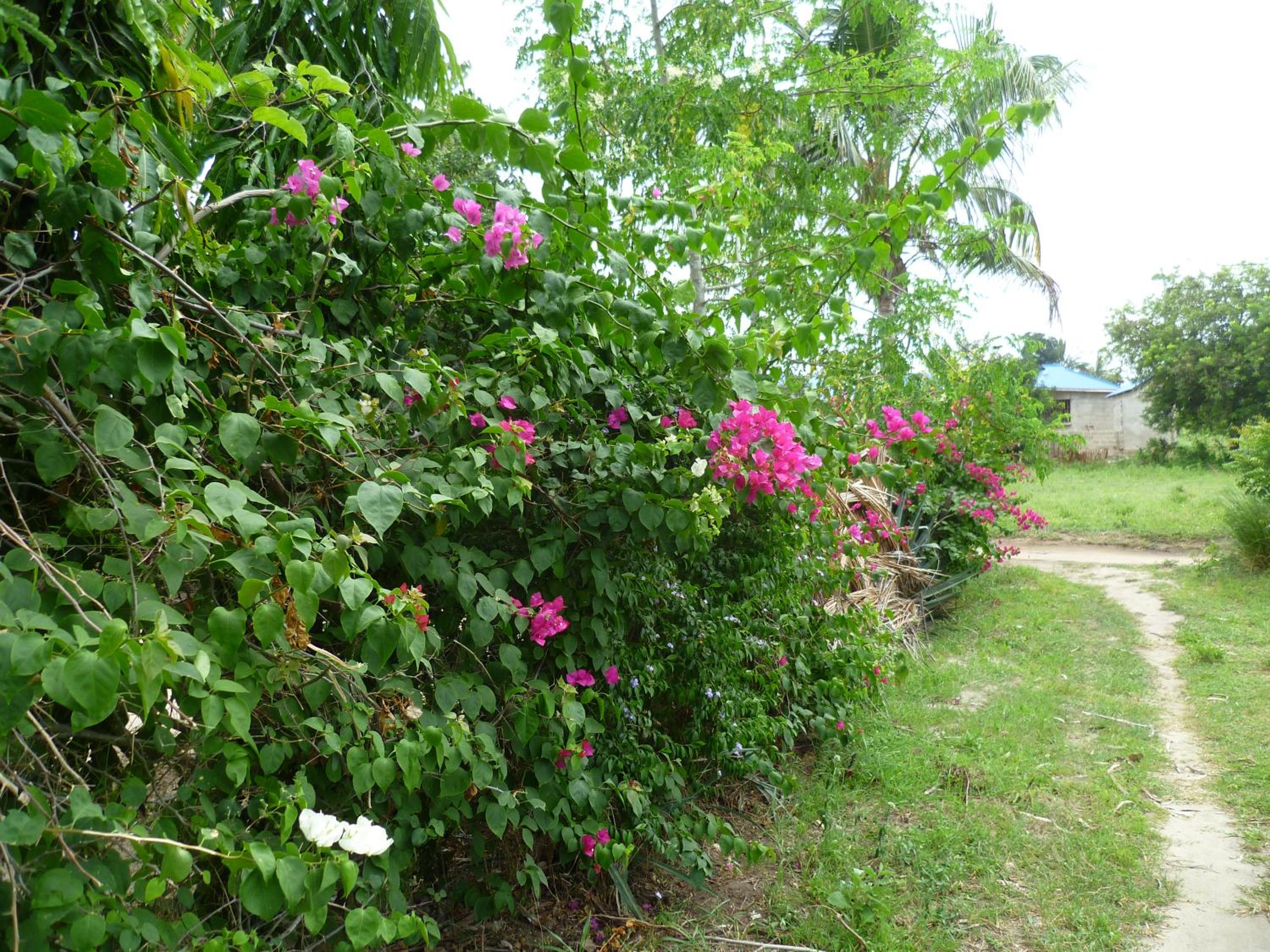 Photo 27