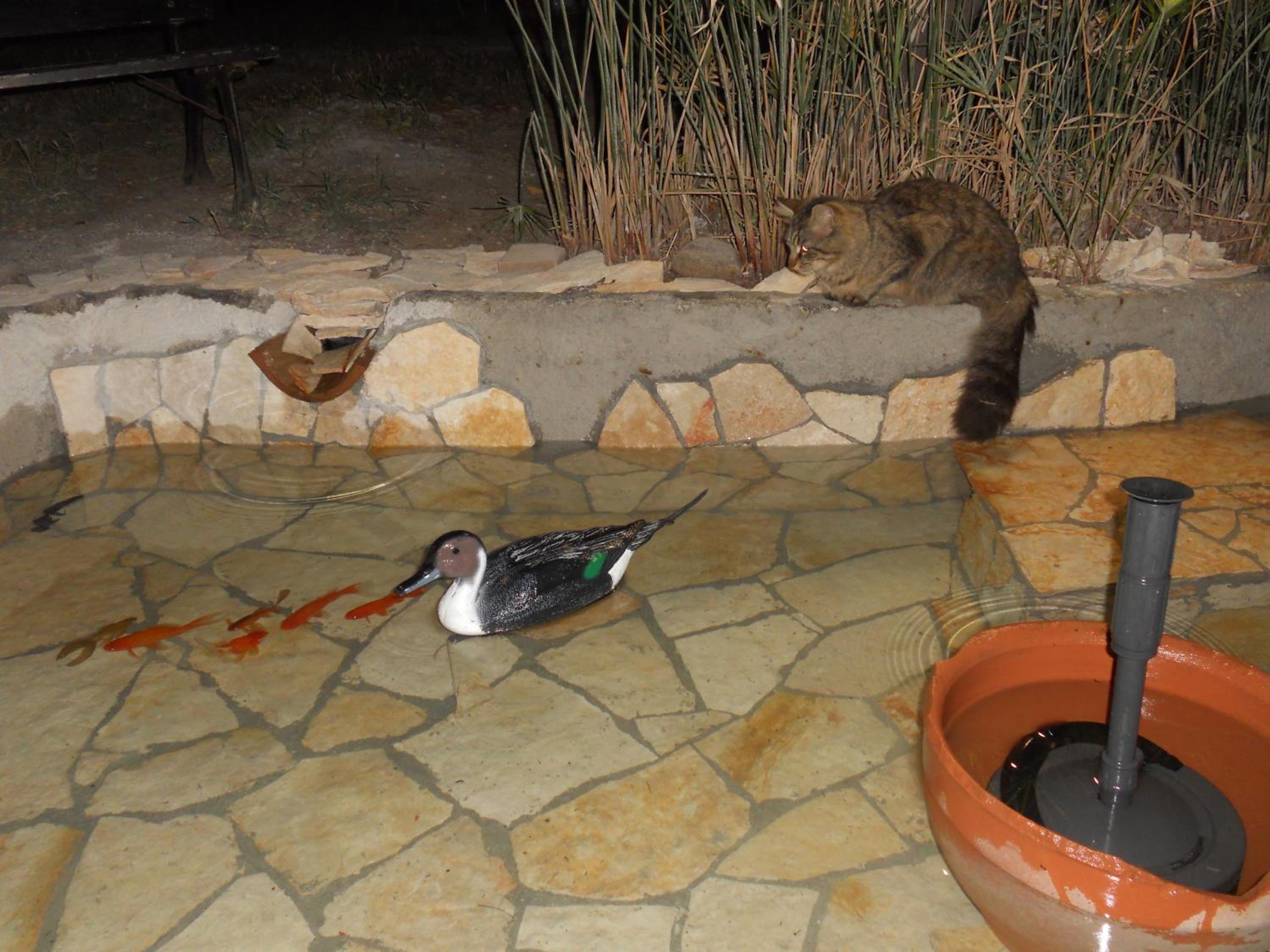 Photo 34