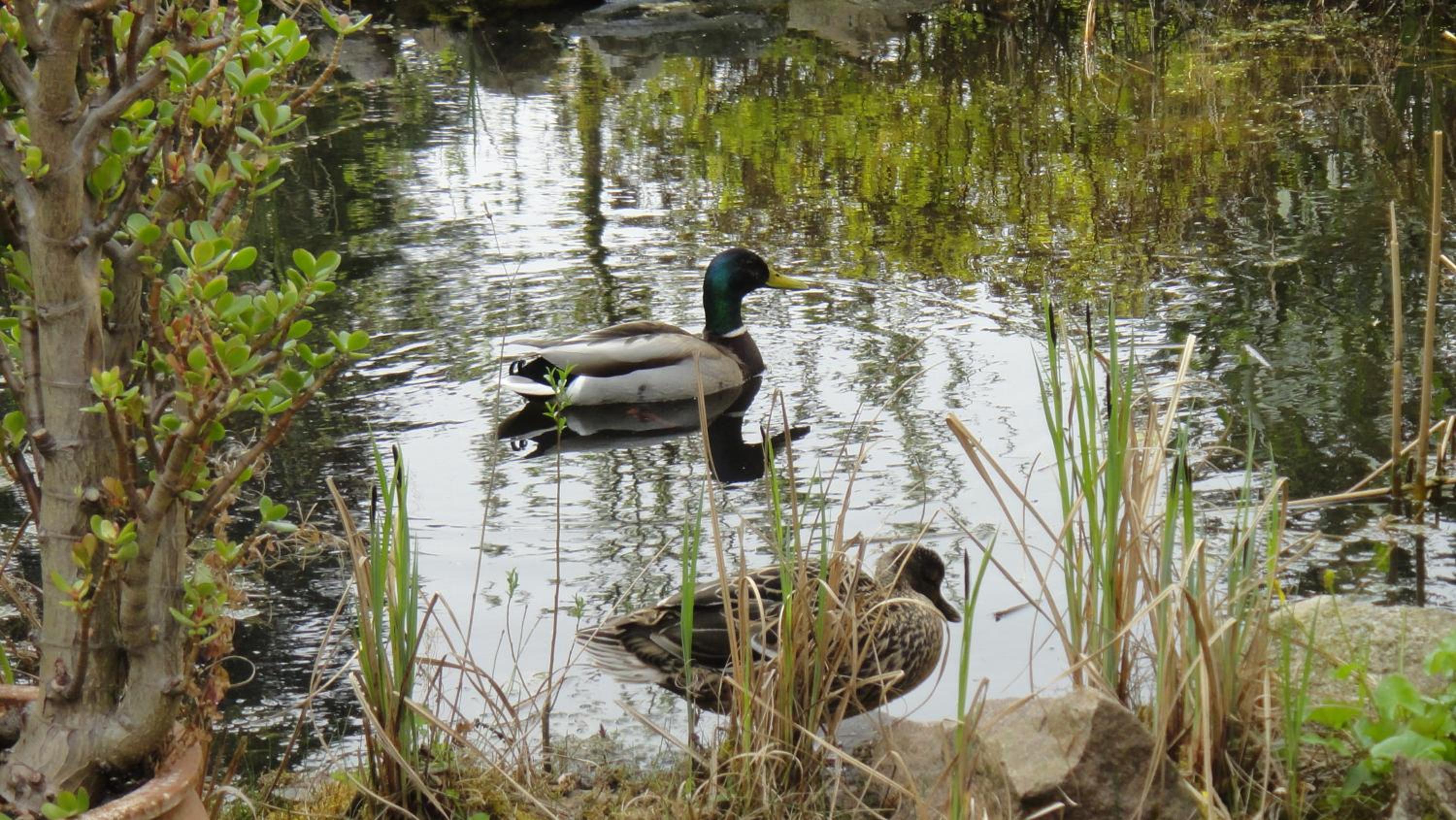 Linderhof