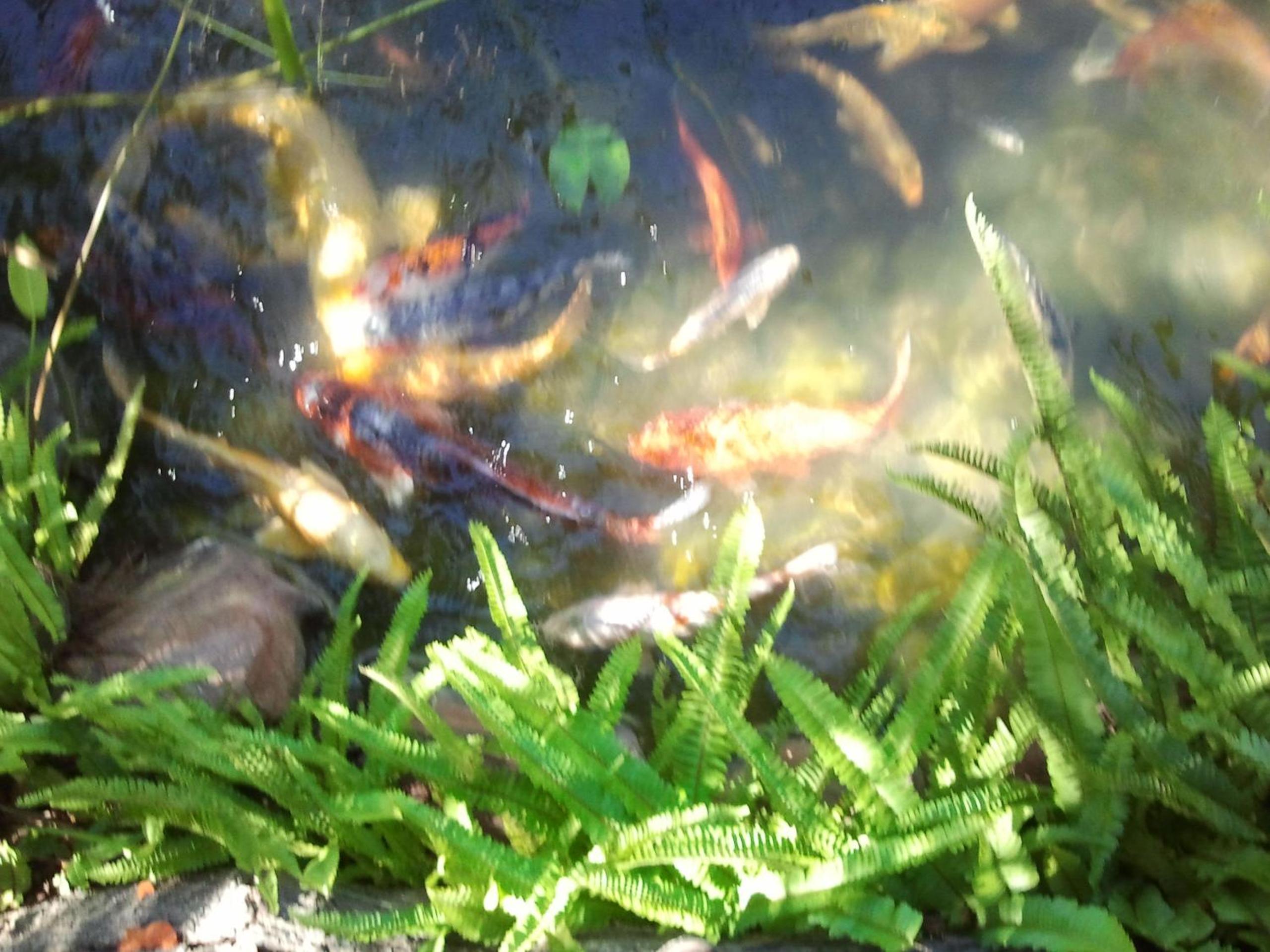 Photo 43