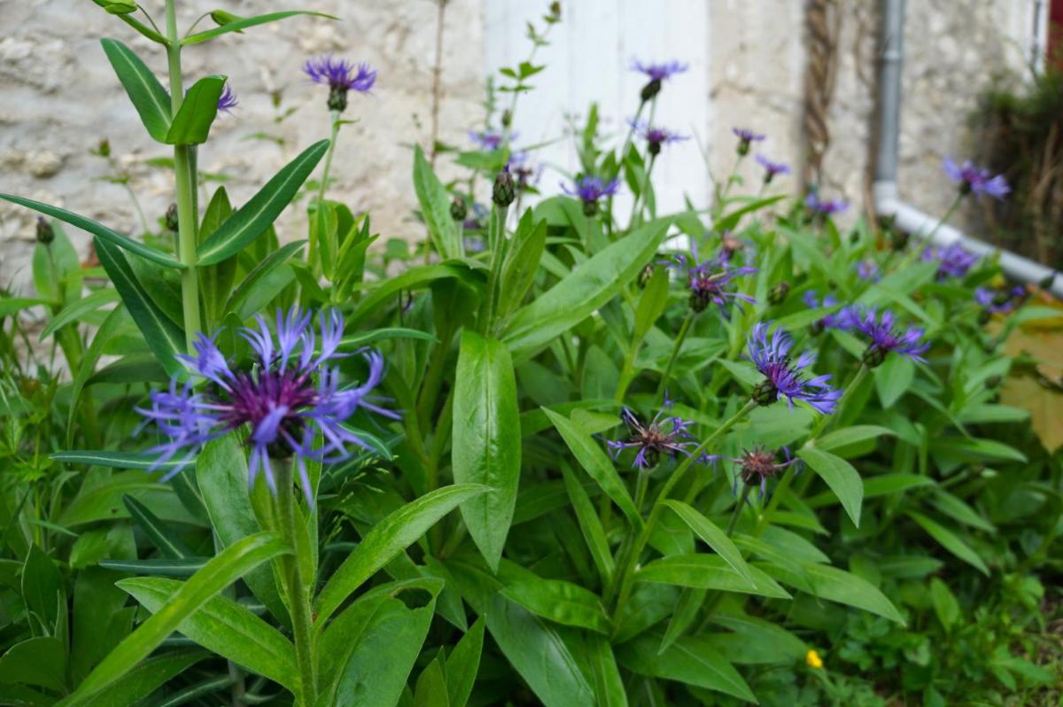 Photo 44
