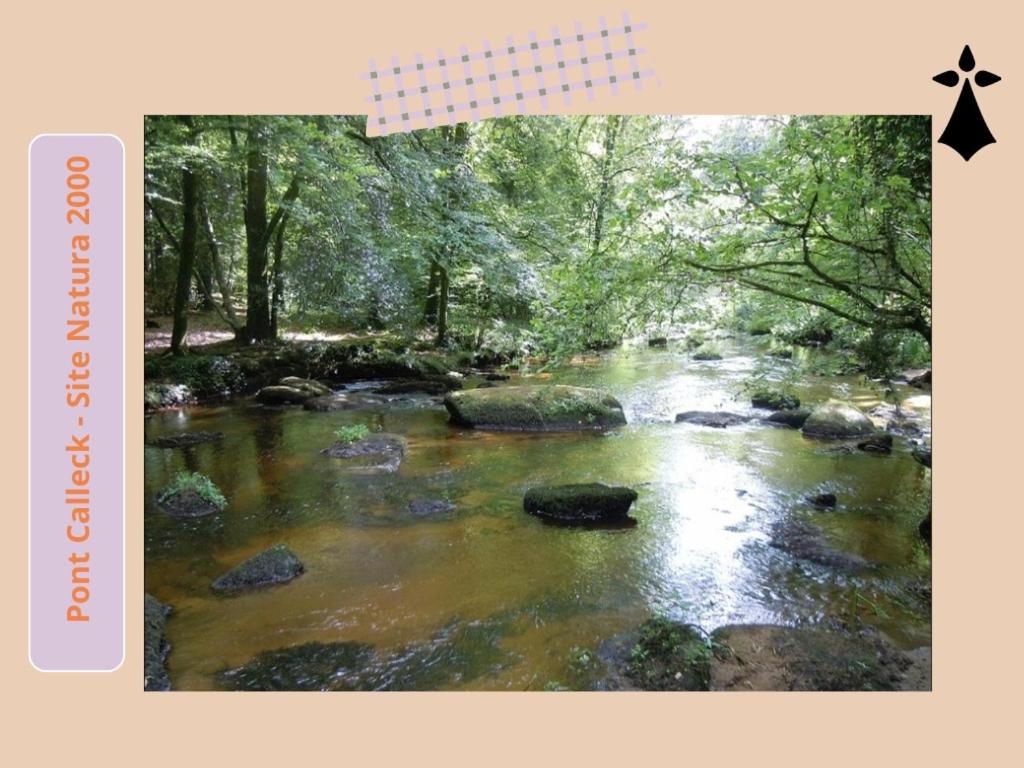 Le Ptit Kozhi - Vidéoprojecteur - Forêt & Plages