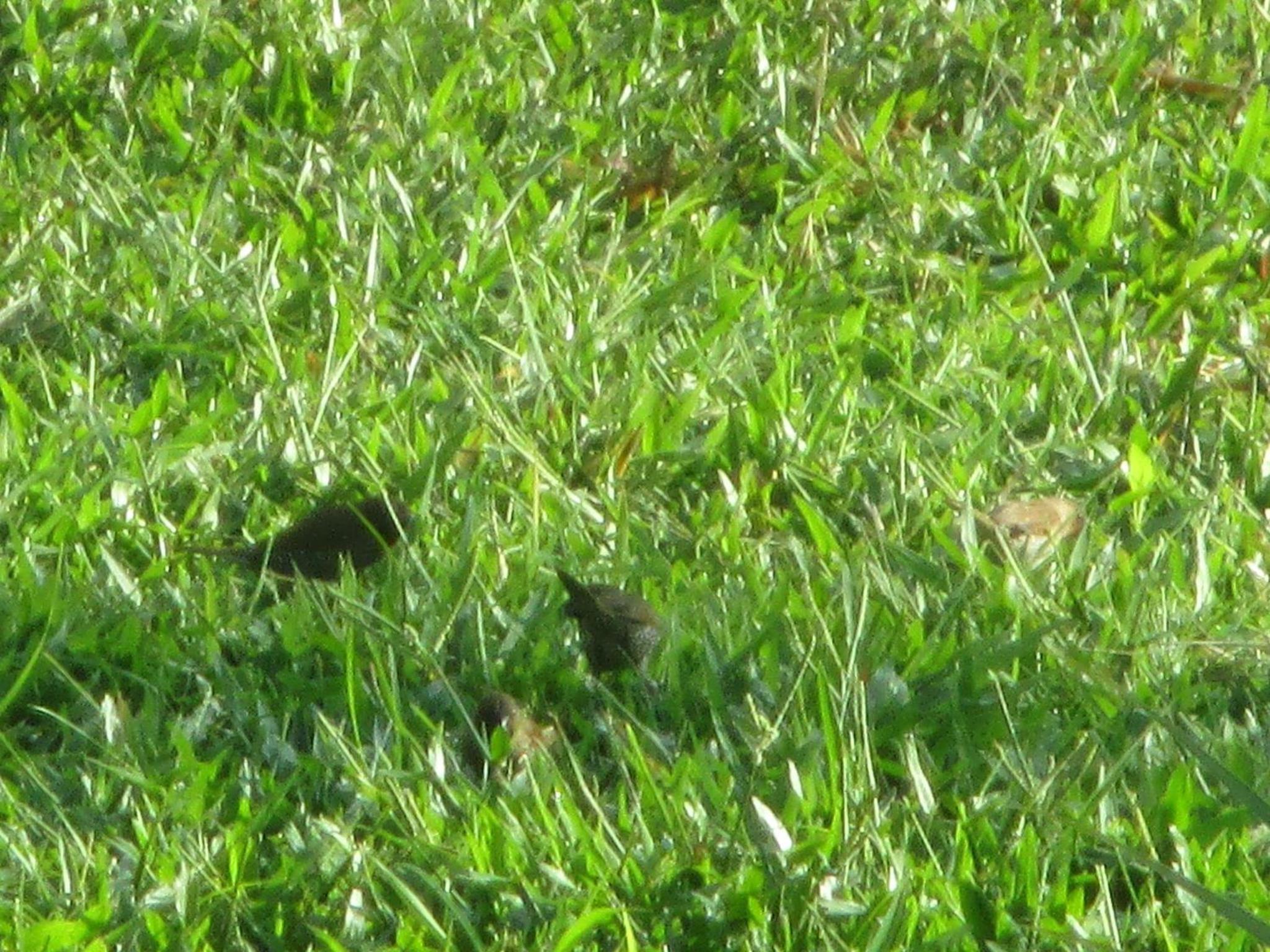 Photo 24