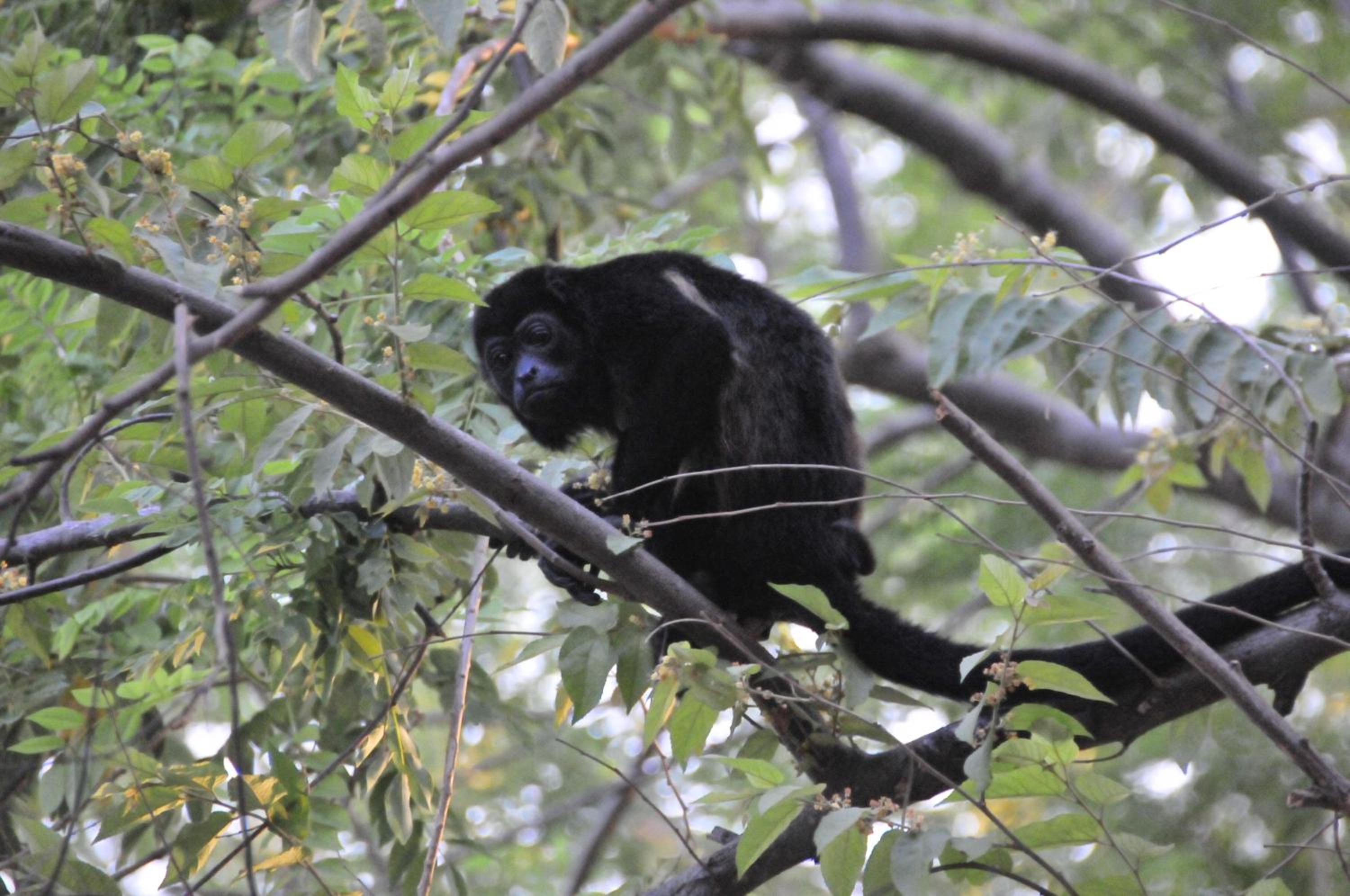 Guanacaste - Costa Rica Vacations - Hotel El Velero - Property Image 46