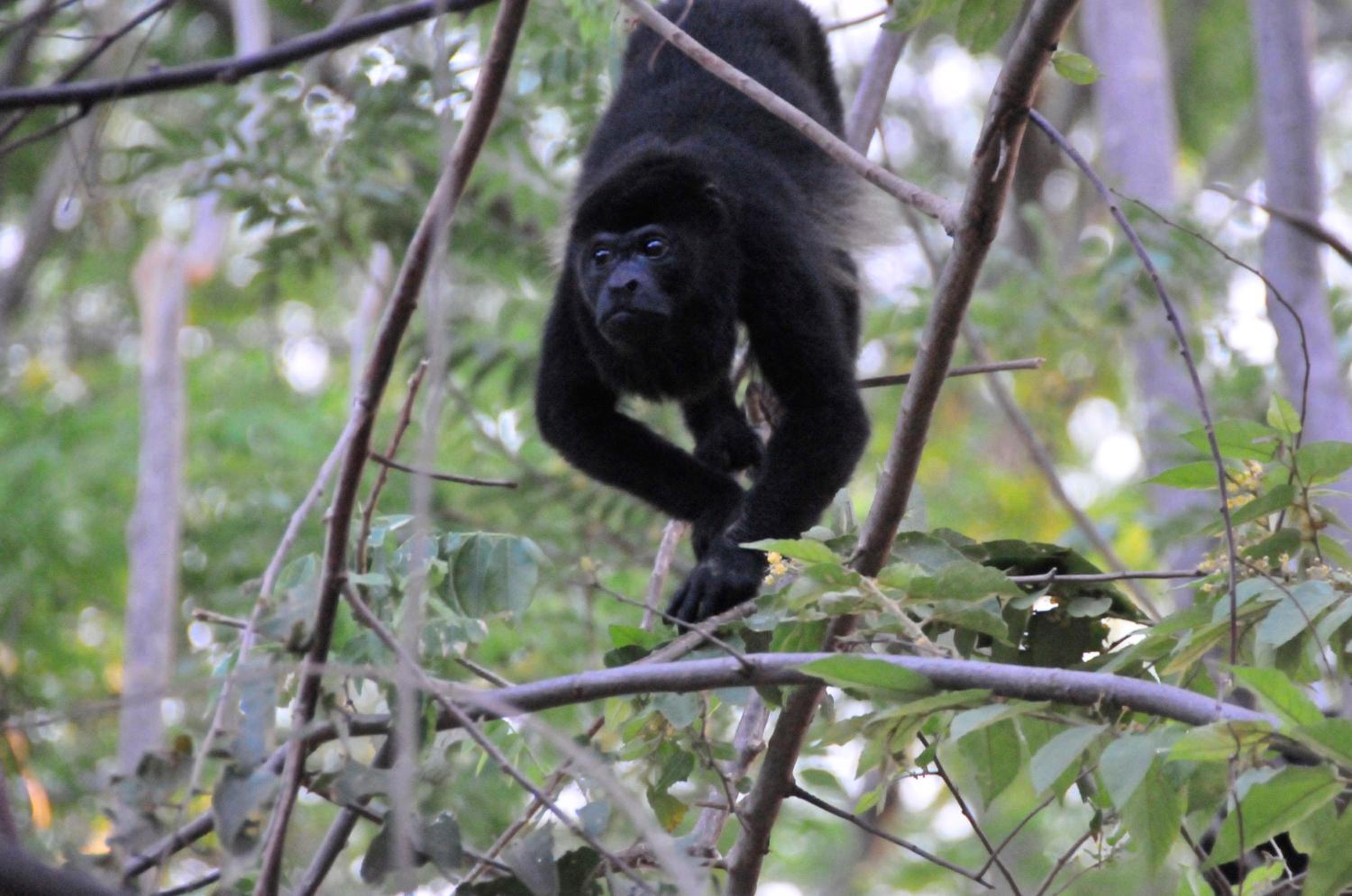 Guanacaste - Costa Rica Vacations - Hotel El Velero - Property Image 45