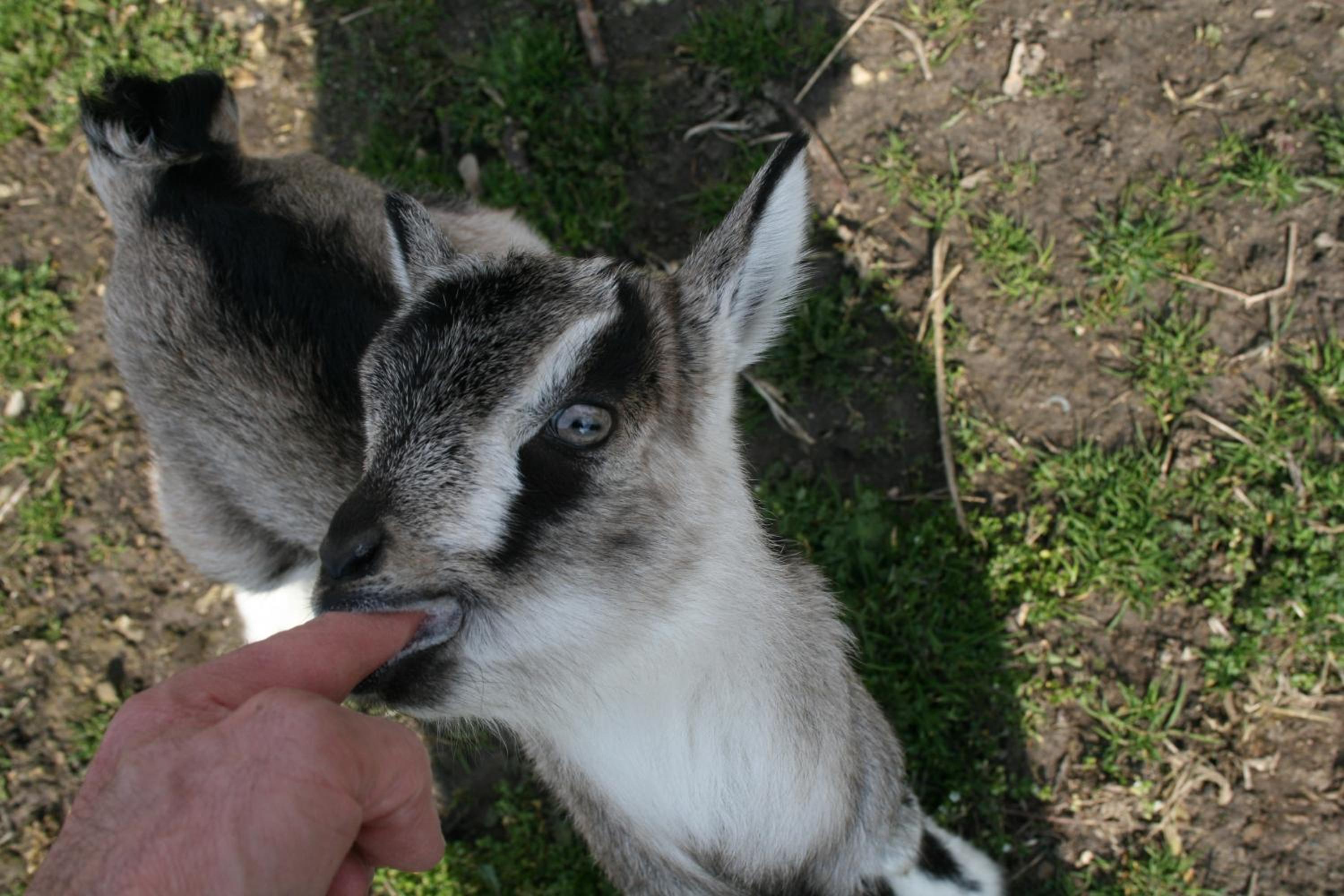 Photo 44