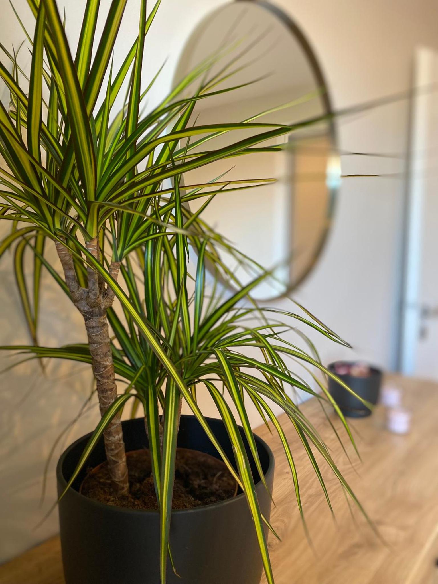 Apartament MALICIA Norda