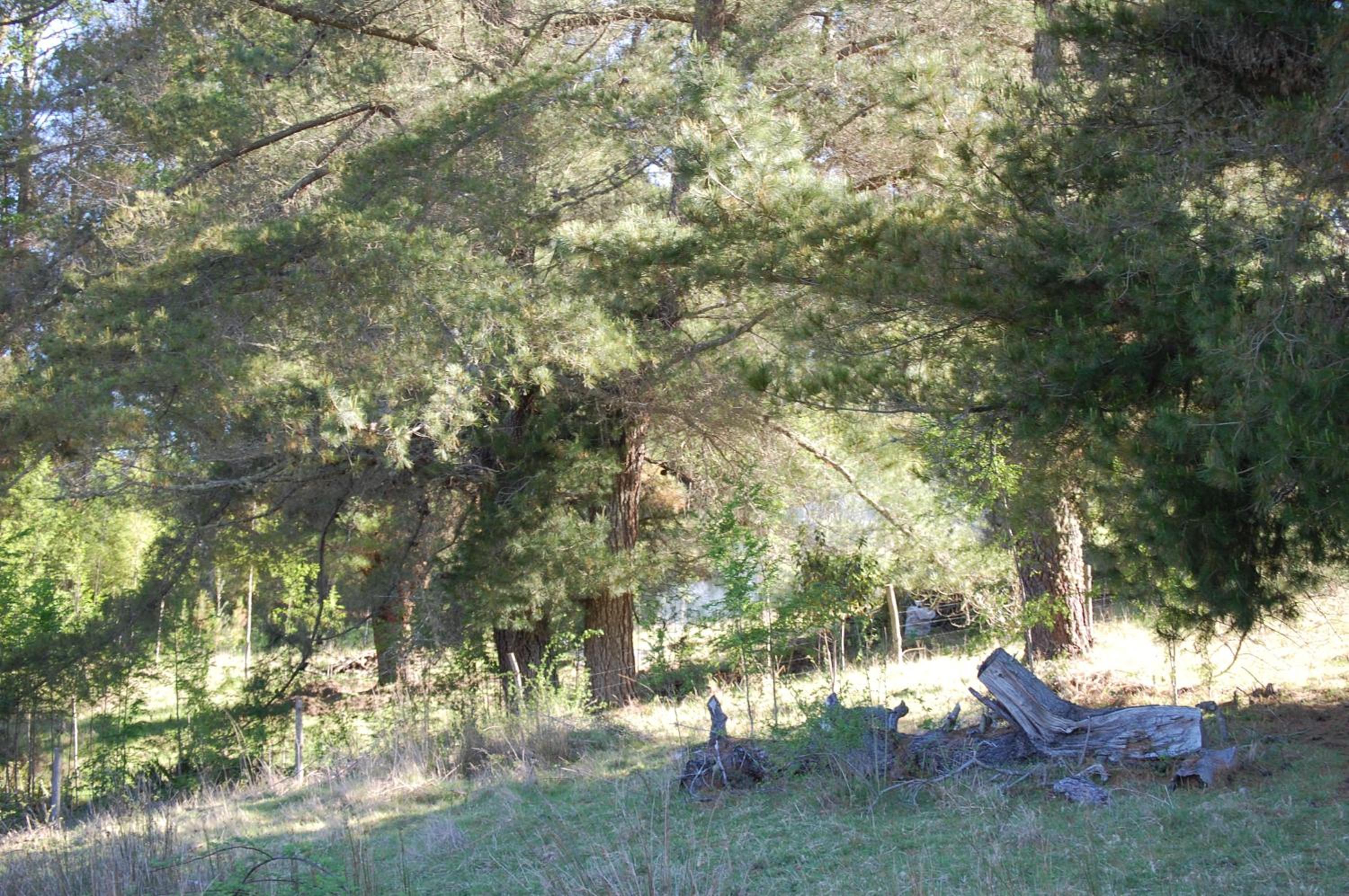 Rancho Saeta