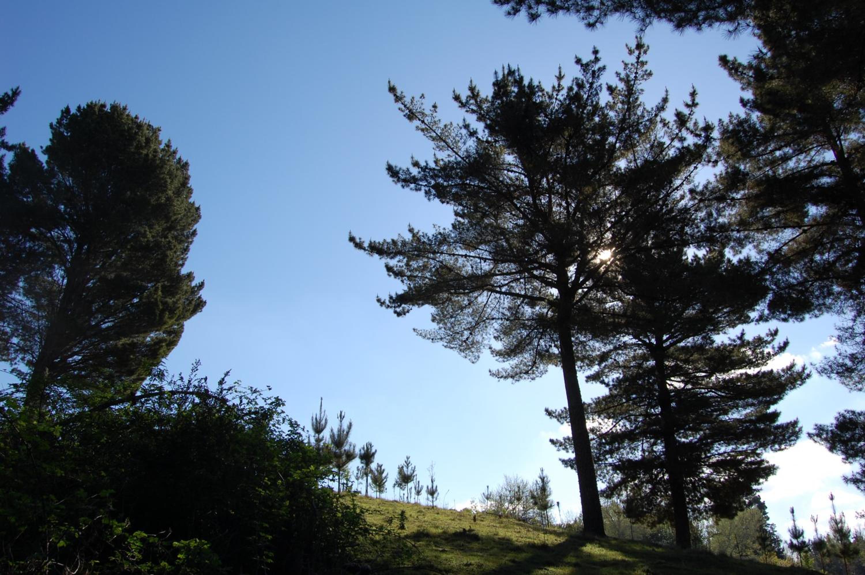 Rancho Saeta