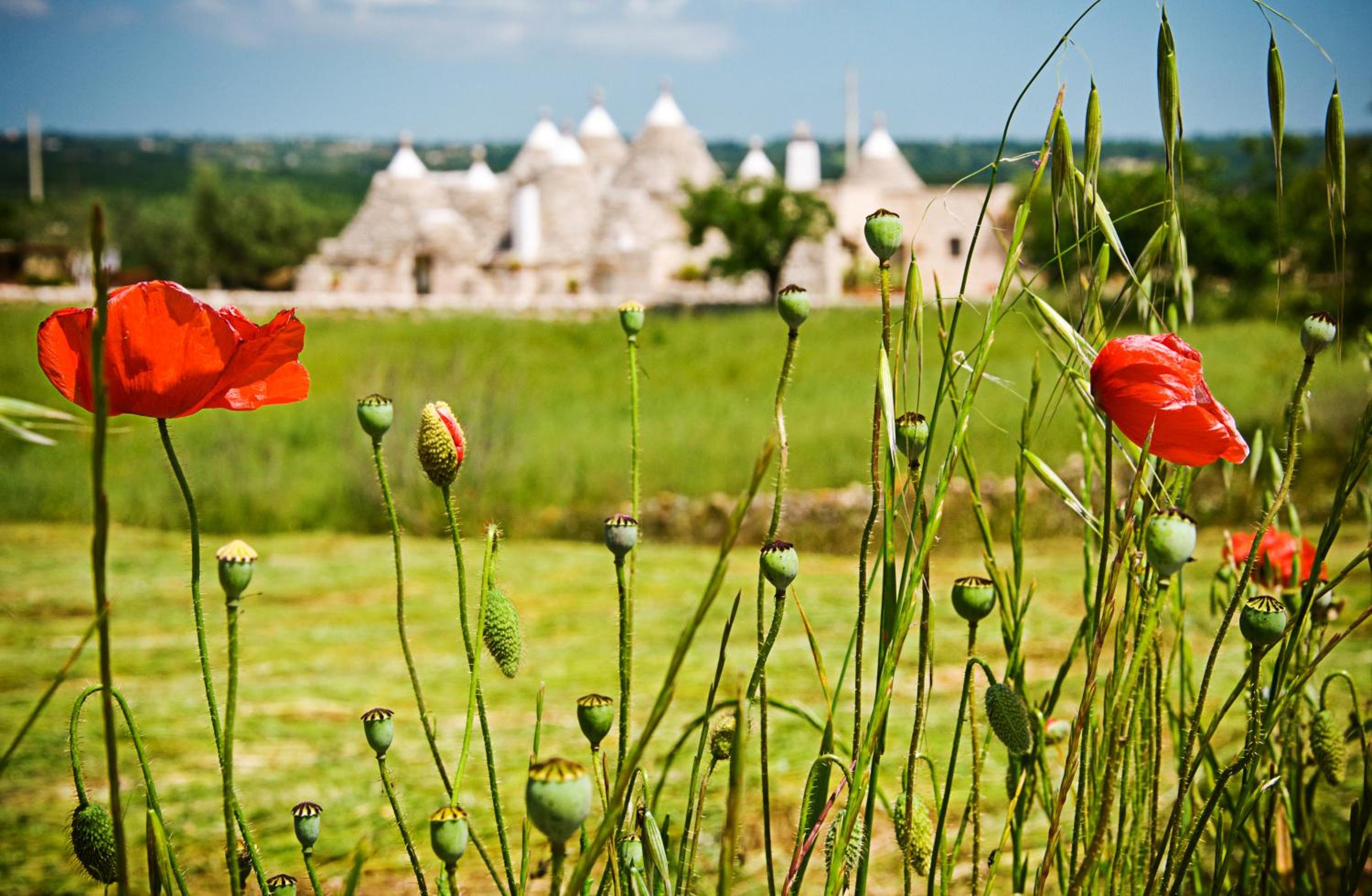Trulli Il Castagno view 5