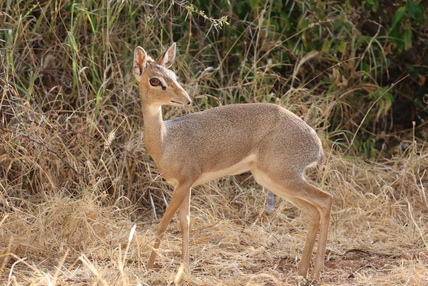 Basecamp Samburu