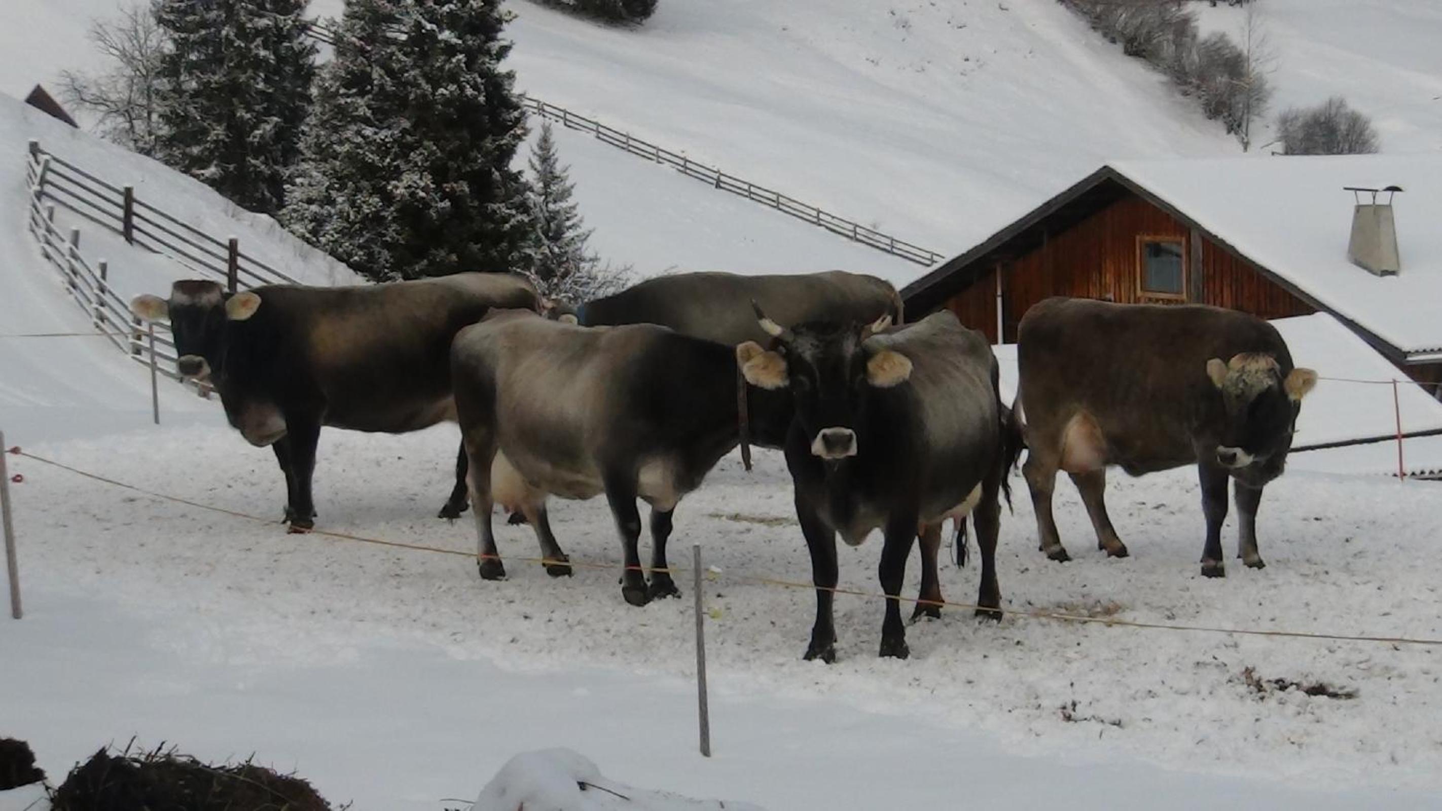 Ferienwohnung Berghof Pixner