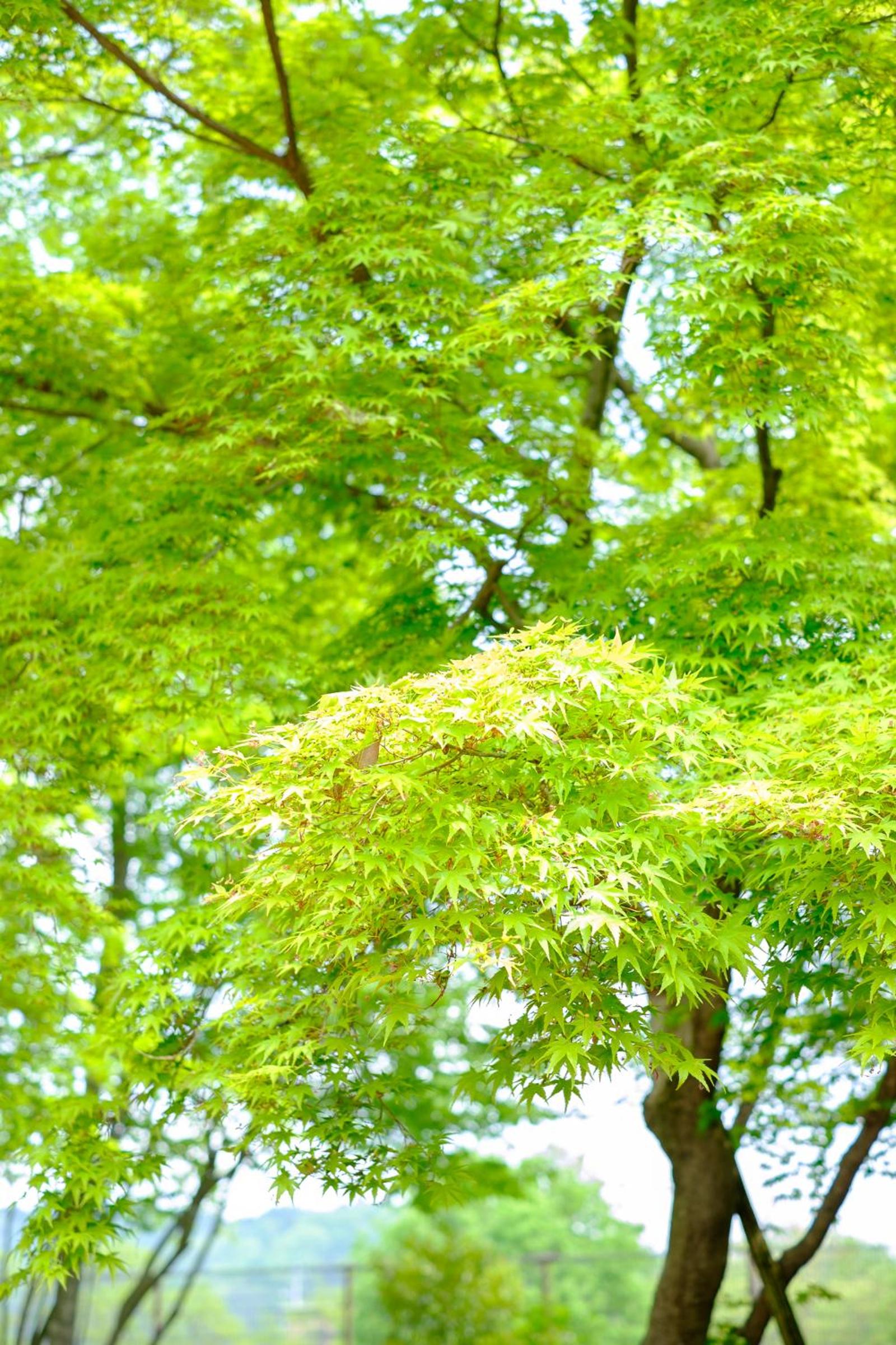 Okutamaji