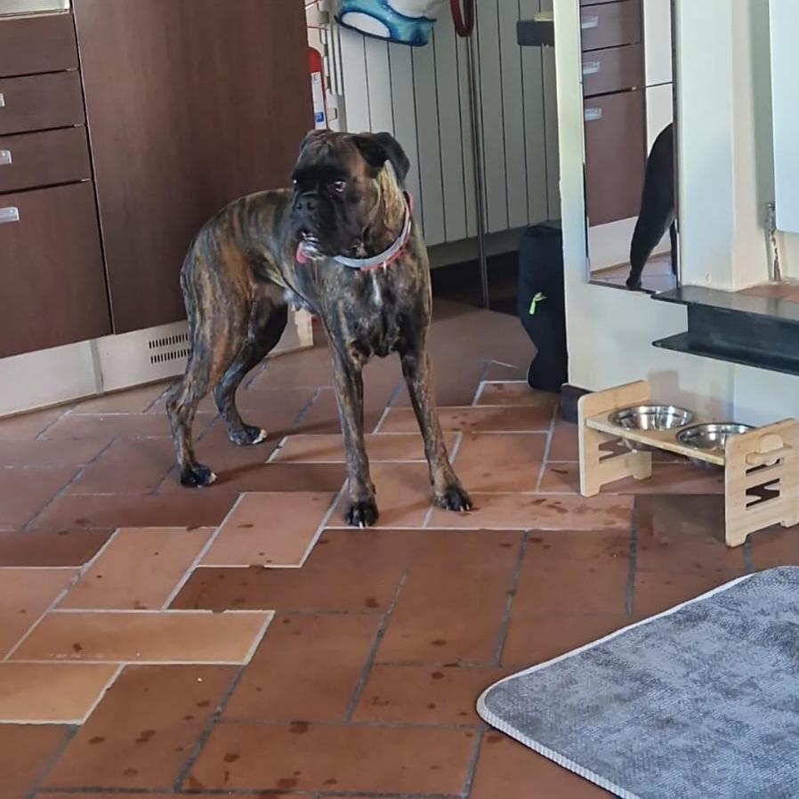 C è posto per te PETFRIENDLY