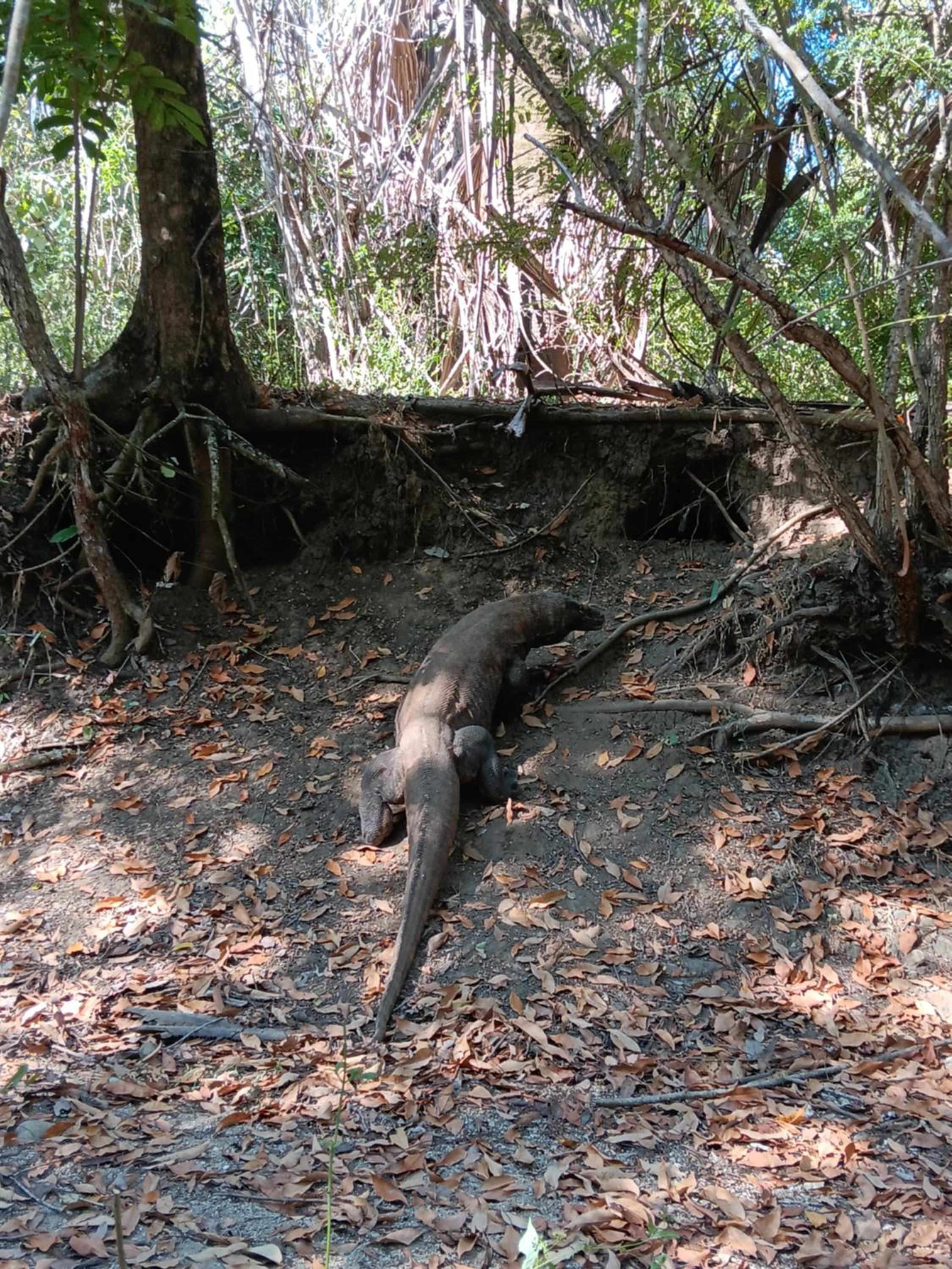 Jojo Komodo Homestay