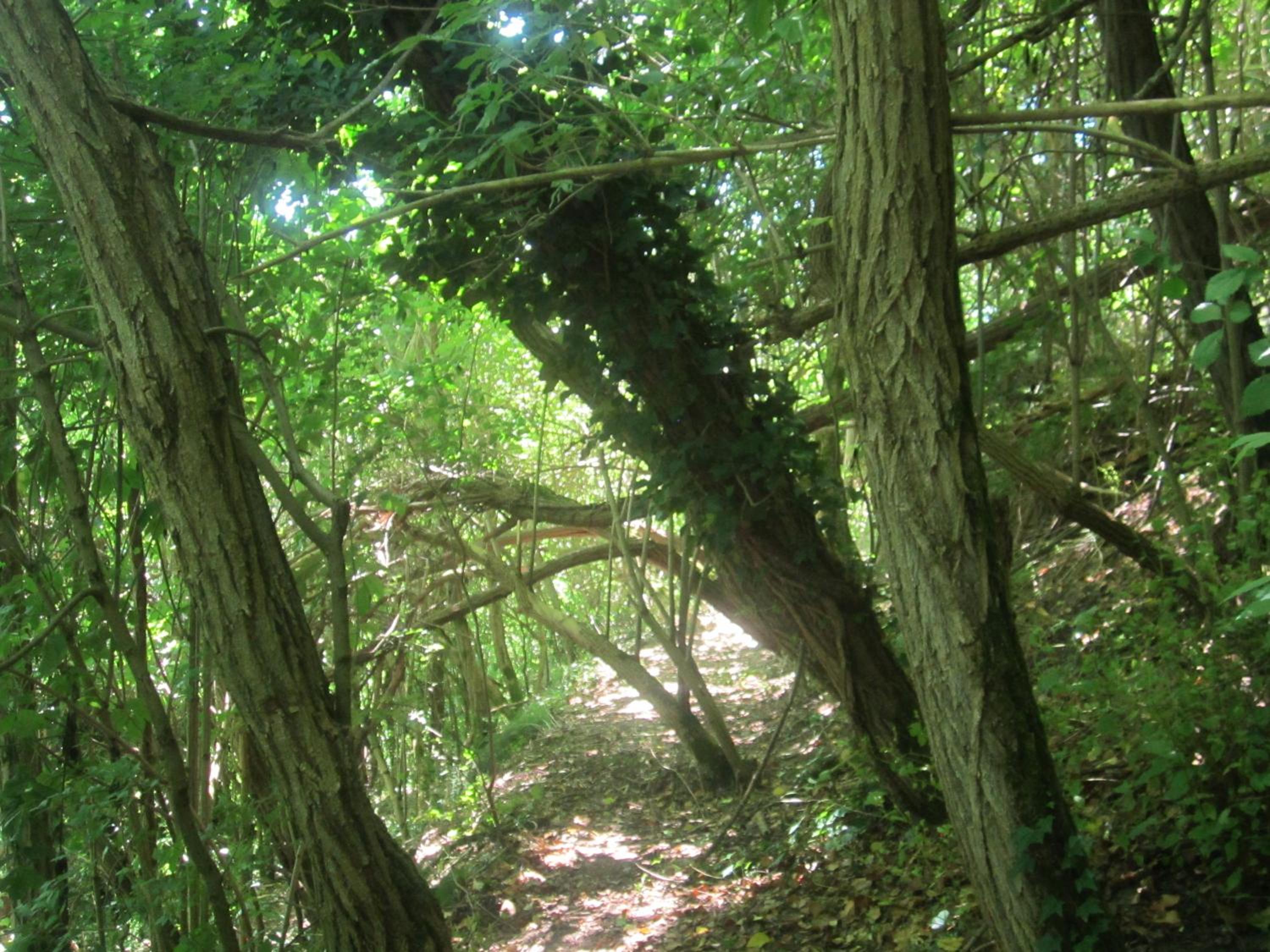 Photo 46