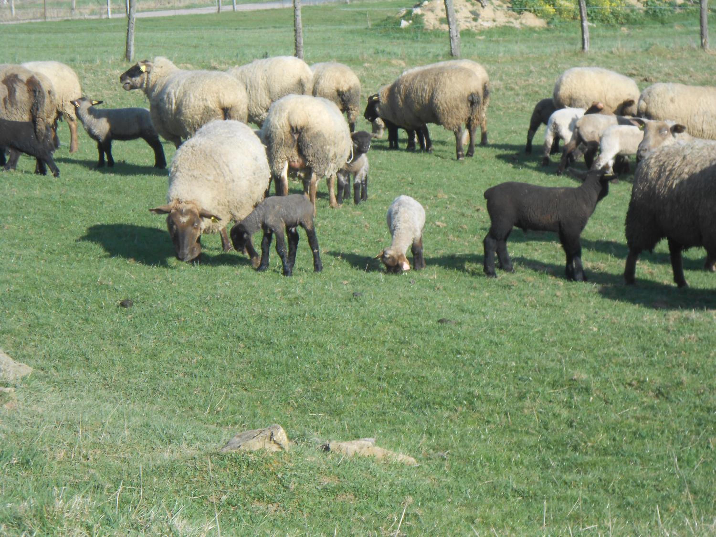 La Ferme des 3 Suissesses