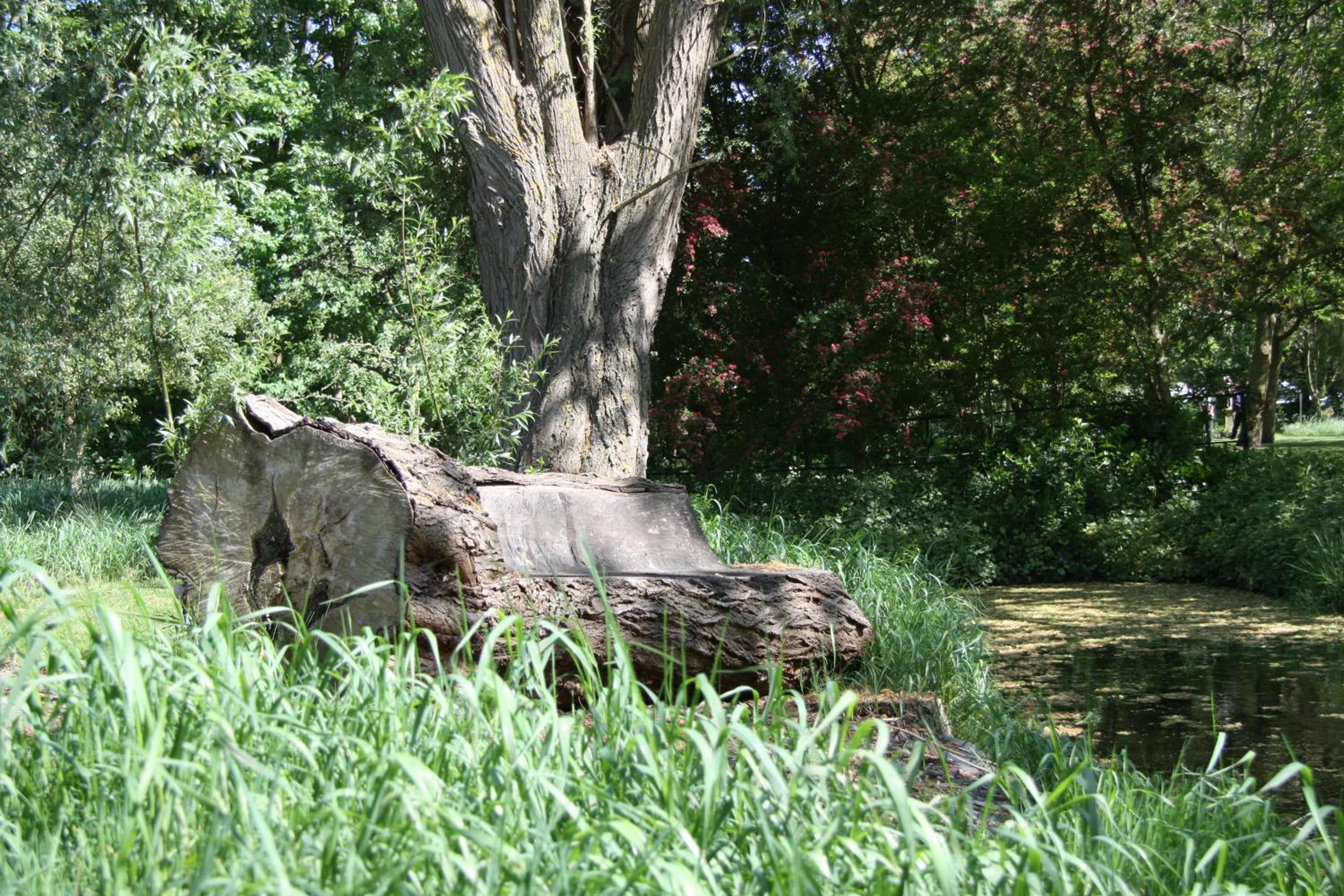 Photo 45