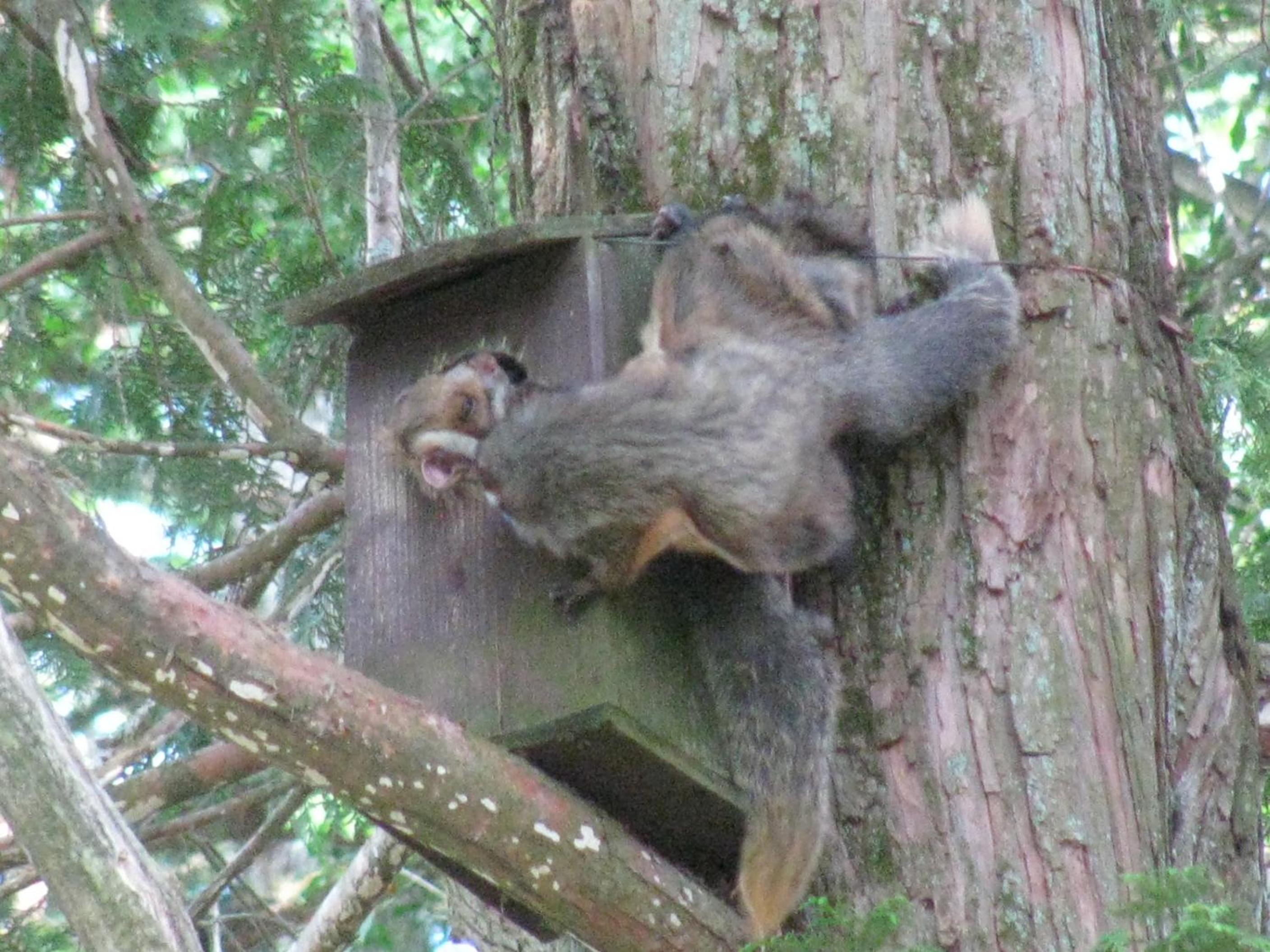 La Forest De Nome Karuizawa