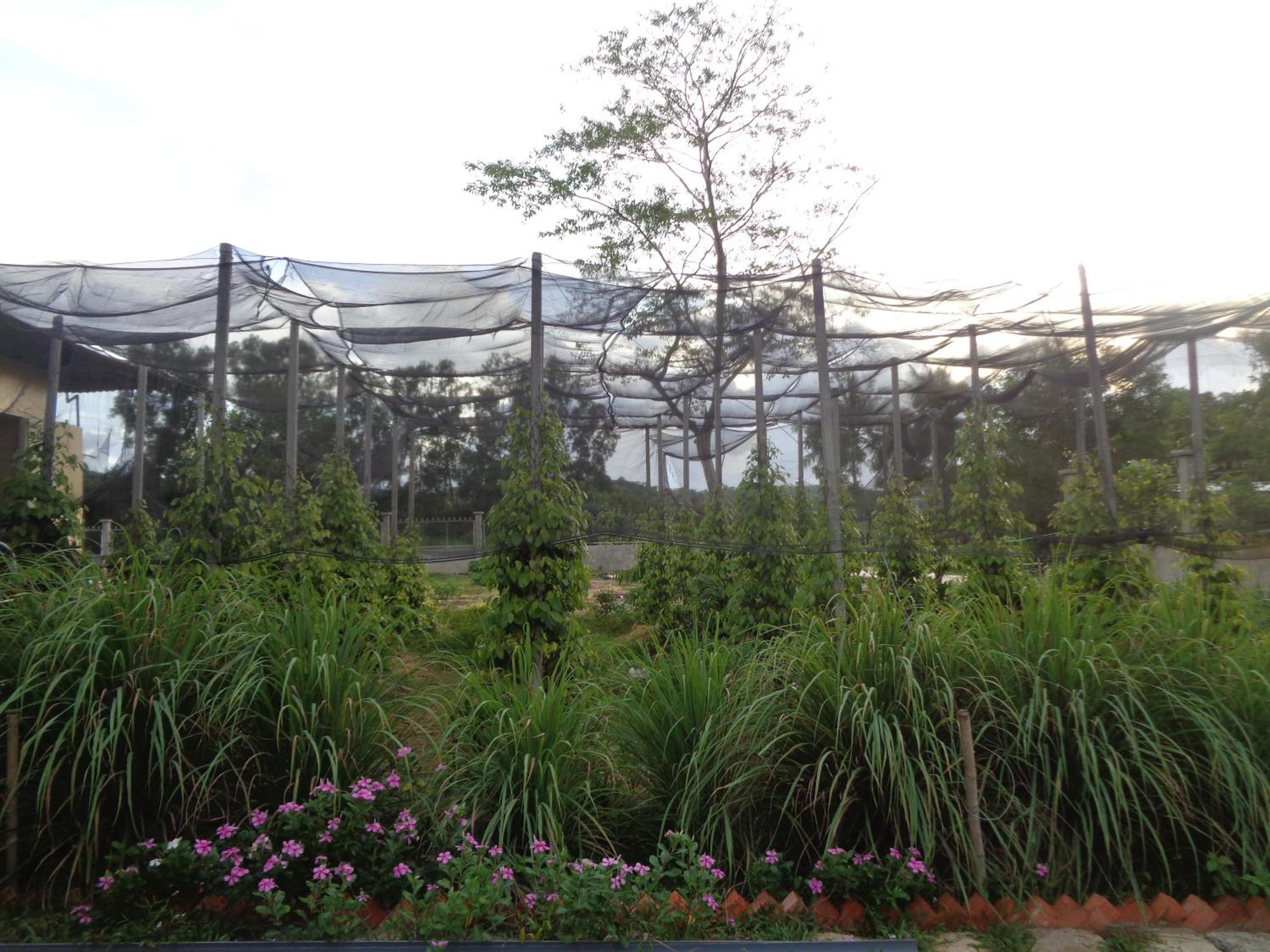 Ninila Fruit Farm Bungalow