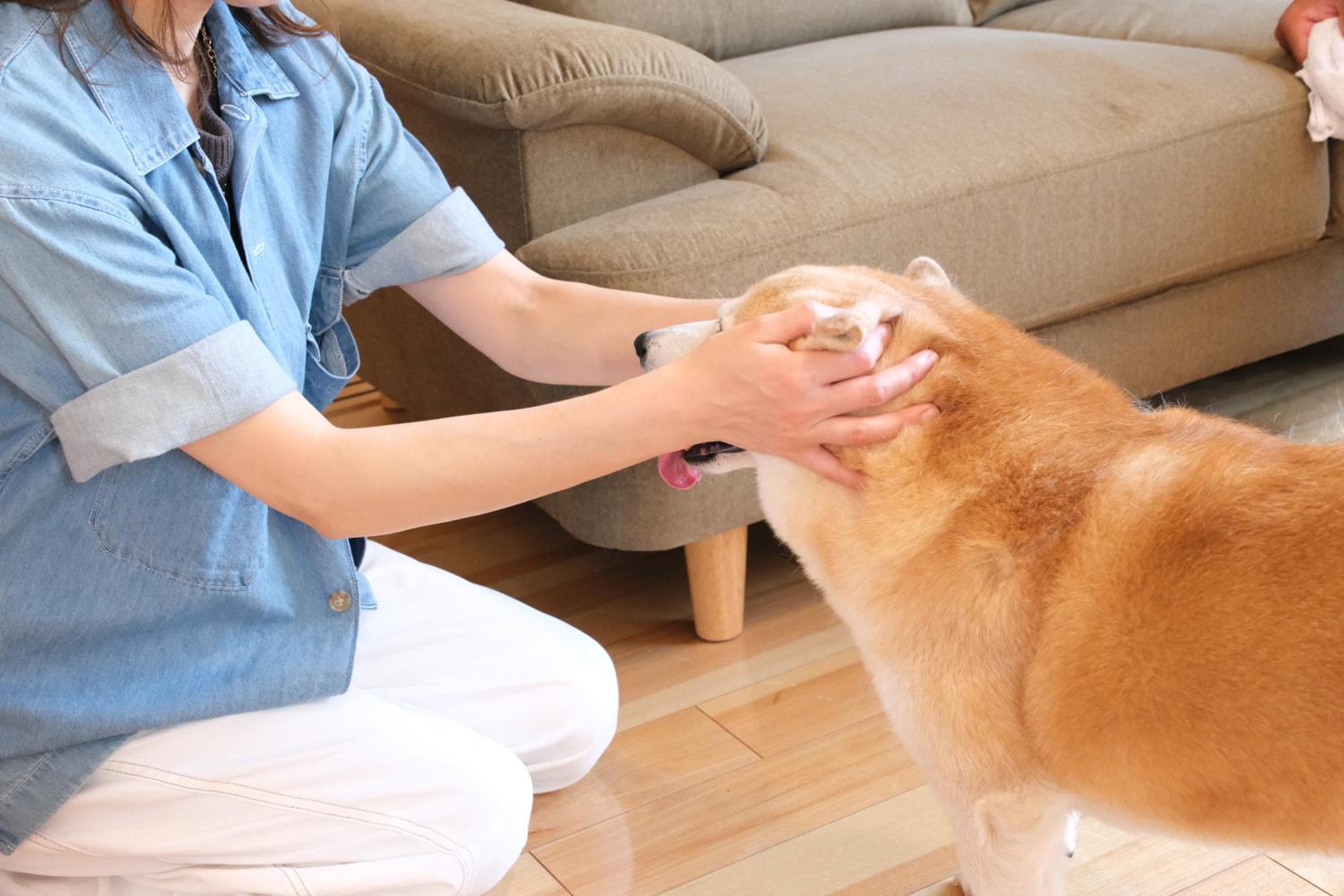 イヌサウナリゾート伊豆白浜 愛犬と焚火とバレルサウナの暖かいヴィラ