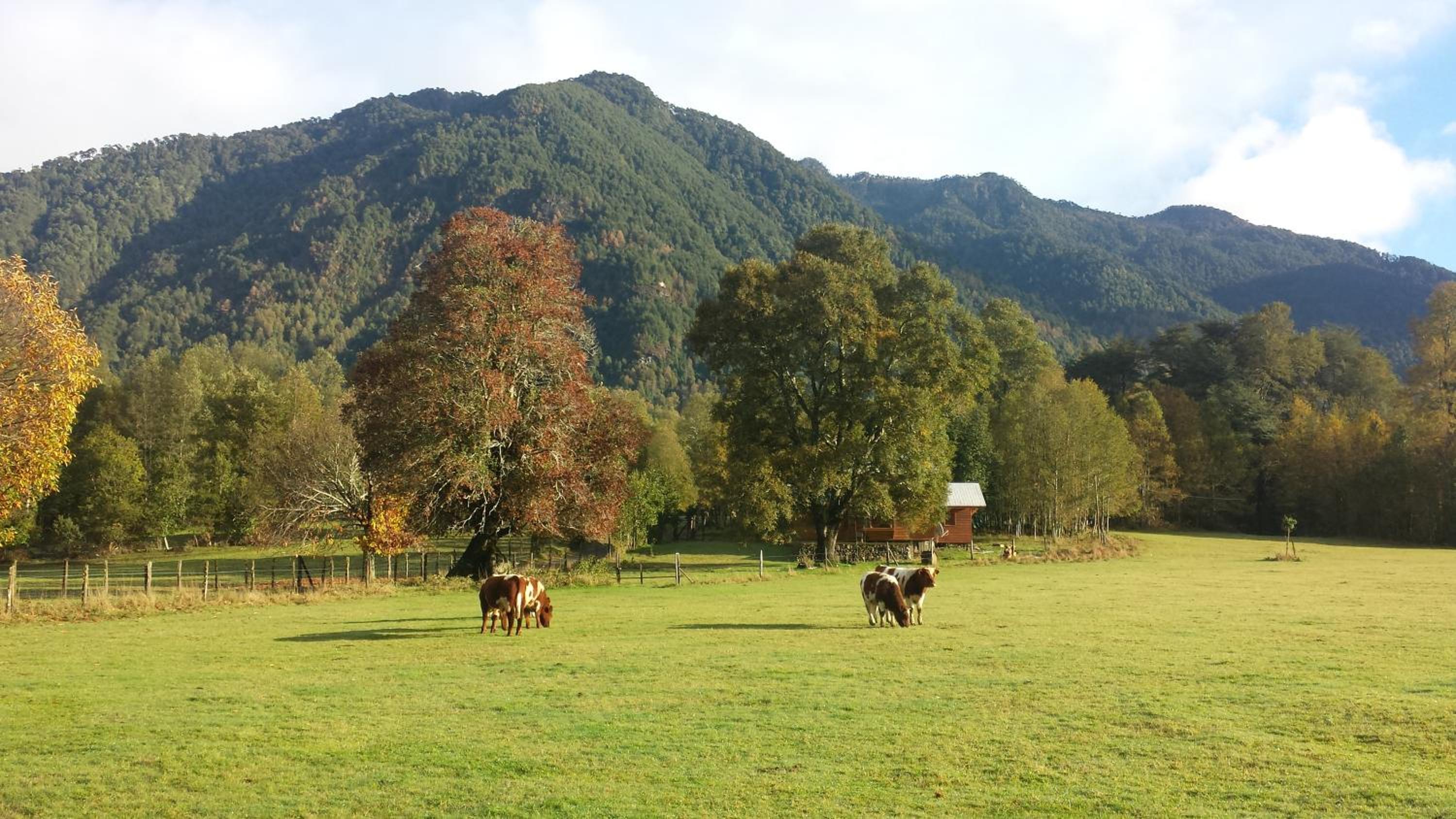 Cabañas Los Canelos Hermosa granja en Pucón