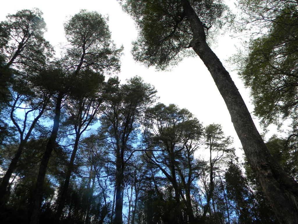 Cabañas Valle del Río