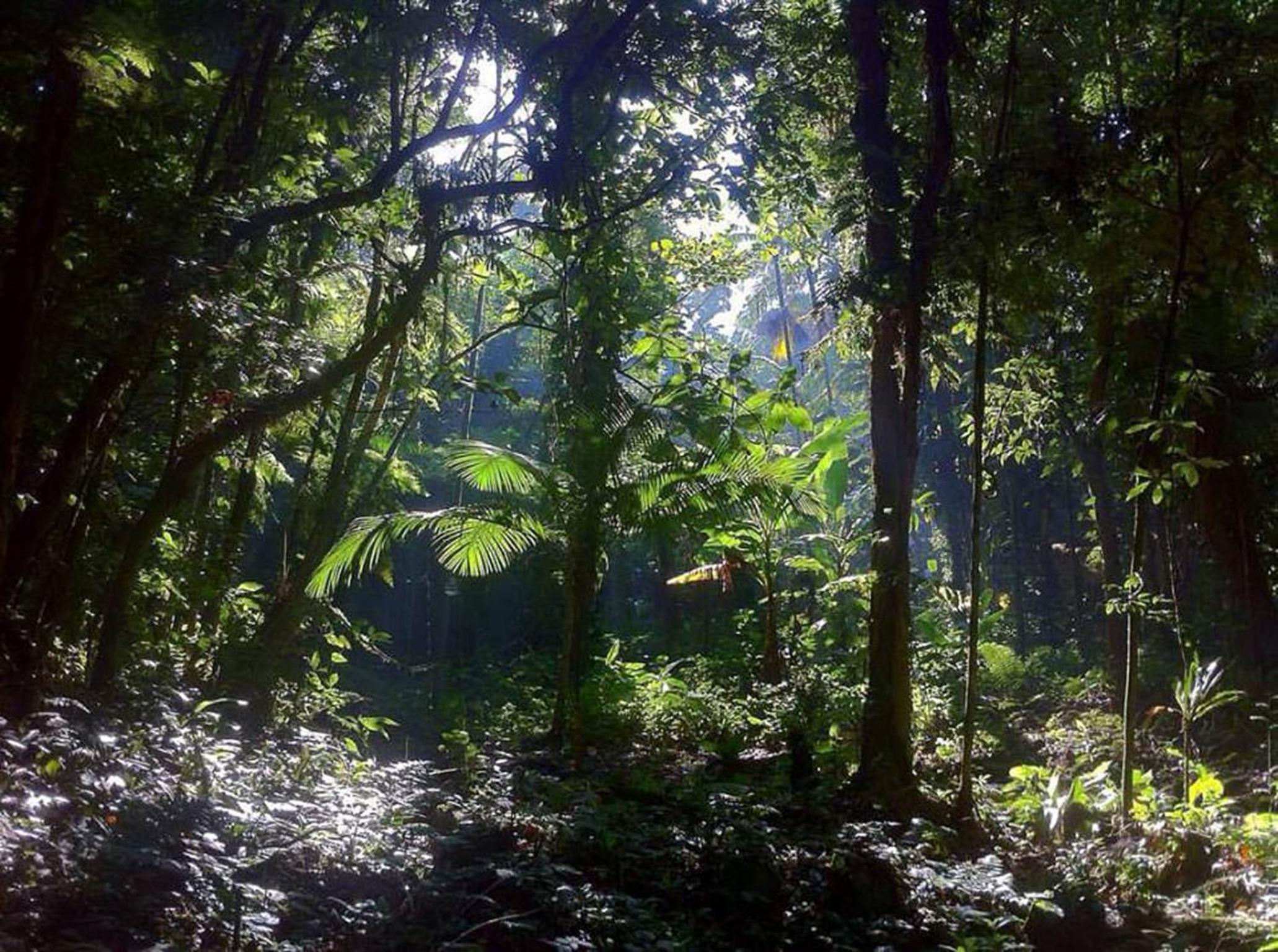 Casa Bacarirá - Floresta com Yoga e Café da Manhã Vegano