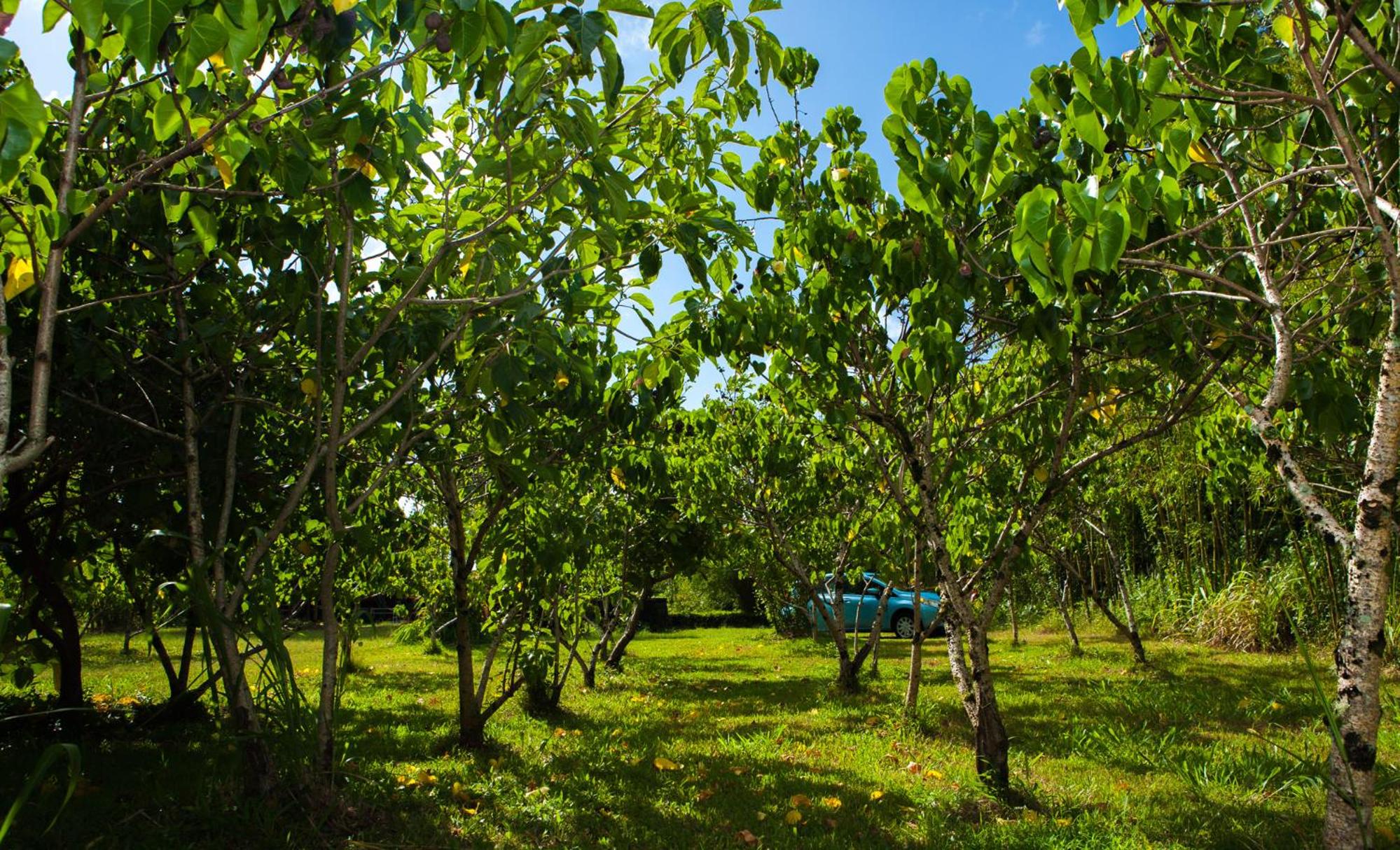 Kirpal Meditation and Ecological Center