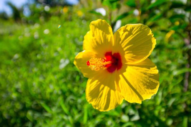 Kirpal Meditation and Ecological Center