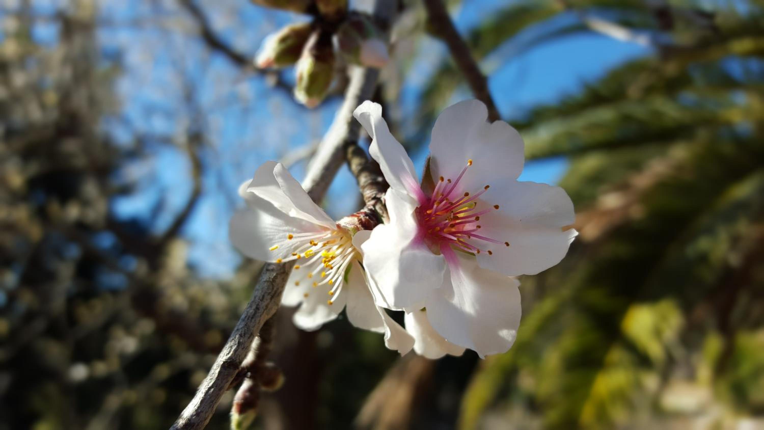 Agroturisme Finca Sa Maniga