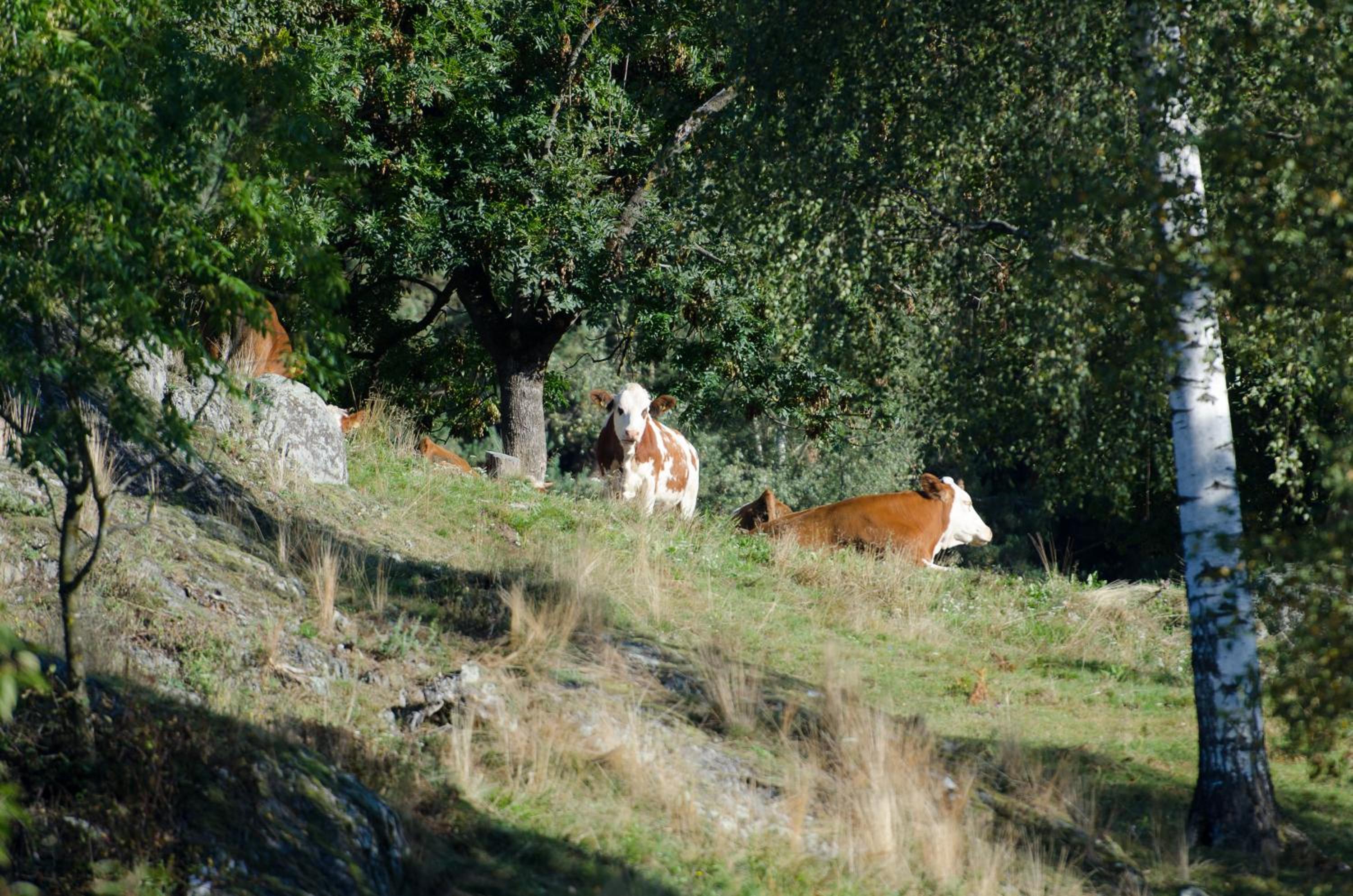 Photo 46