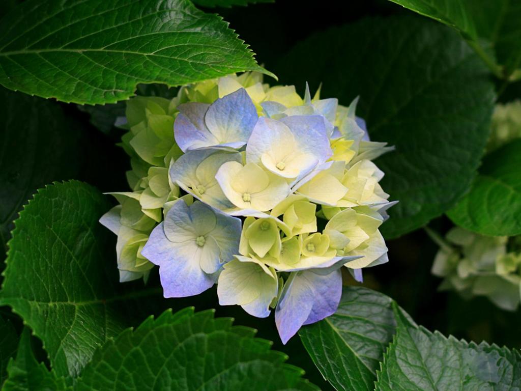 Photo 40