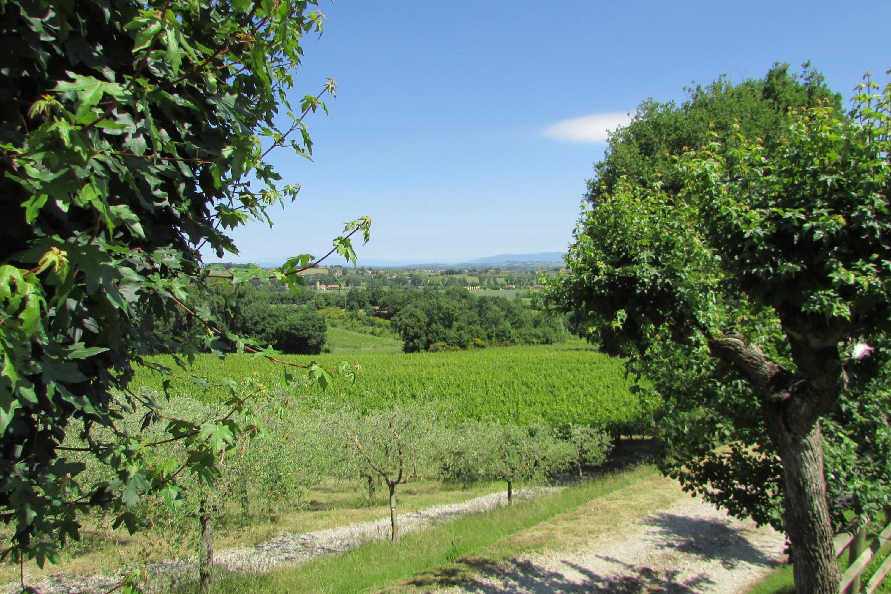 Poggio Olivo