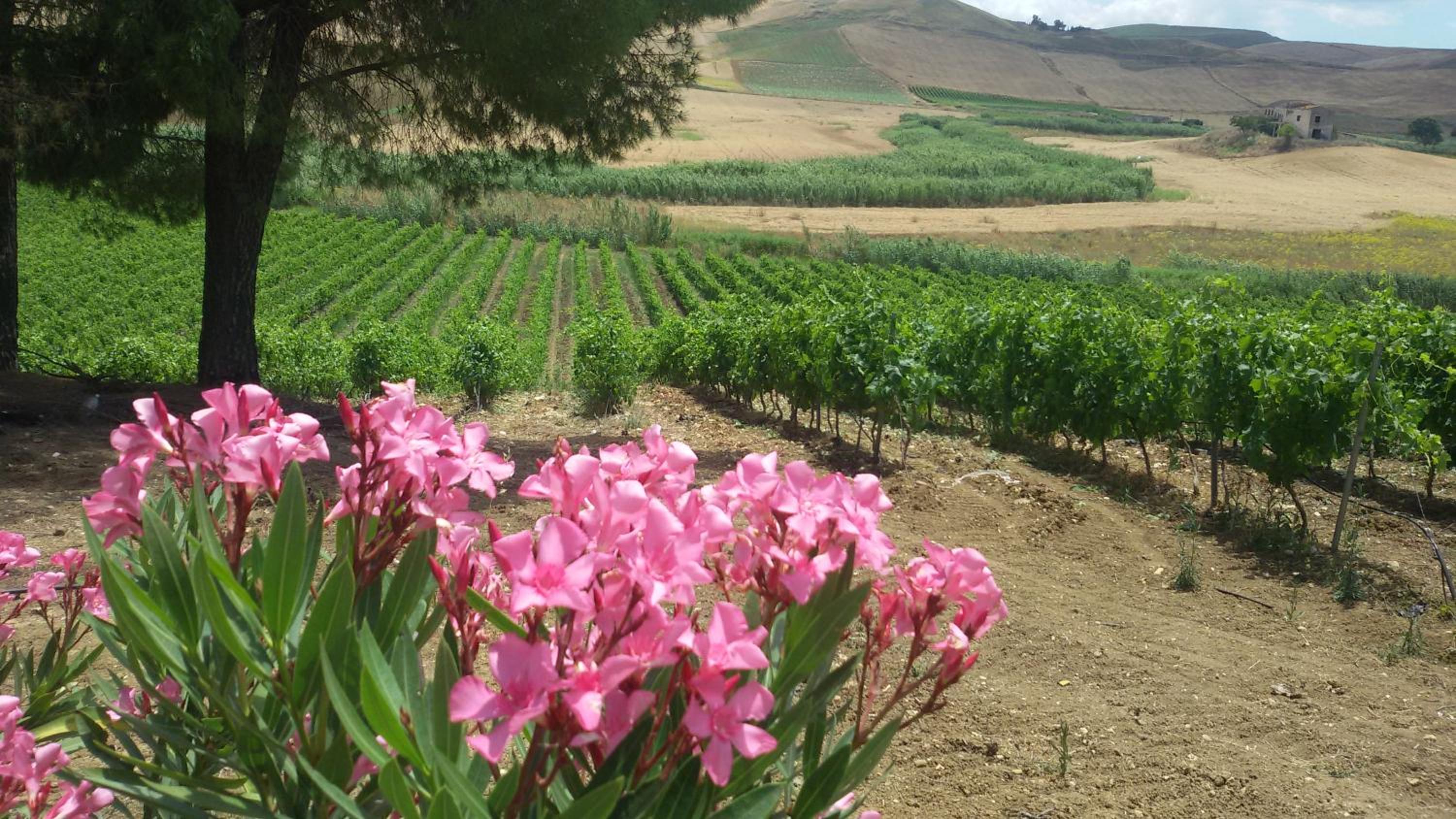 Terre Di Gratia view 3