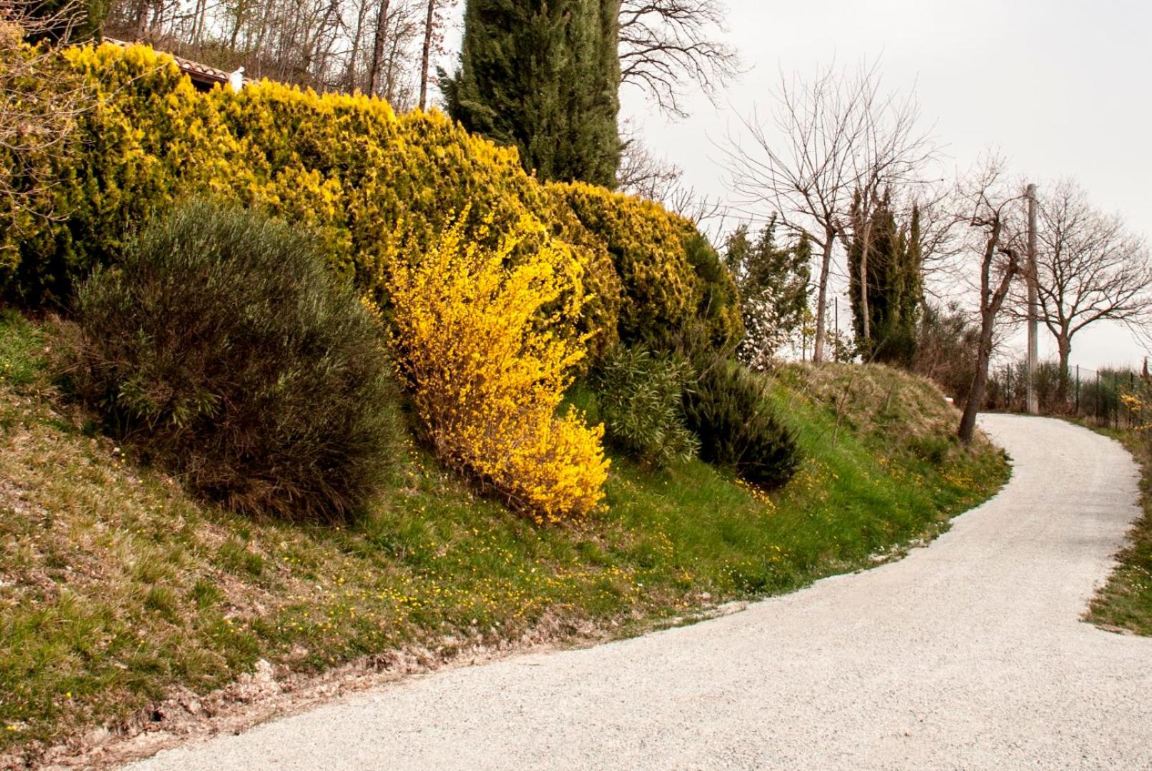 Calmancino delle Selve