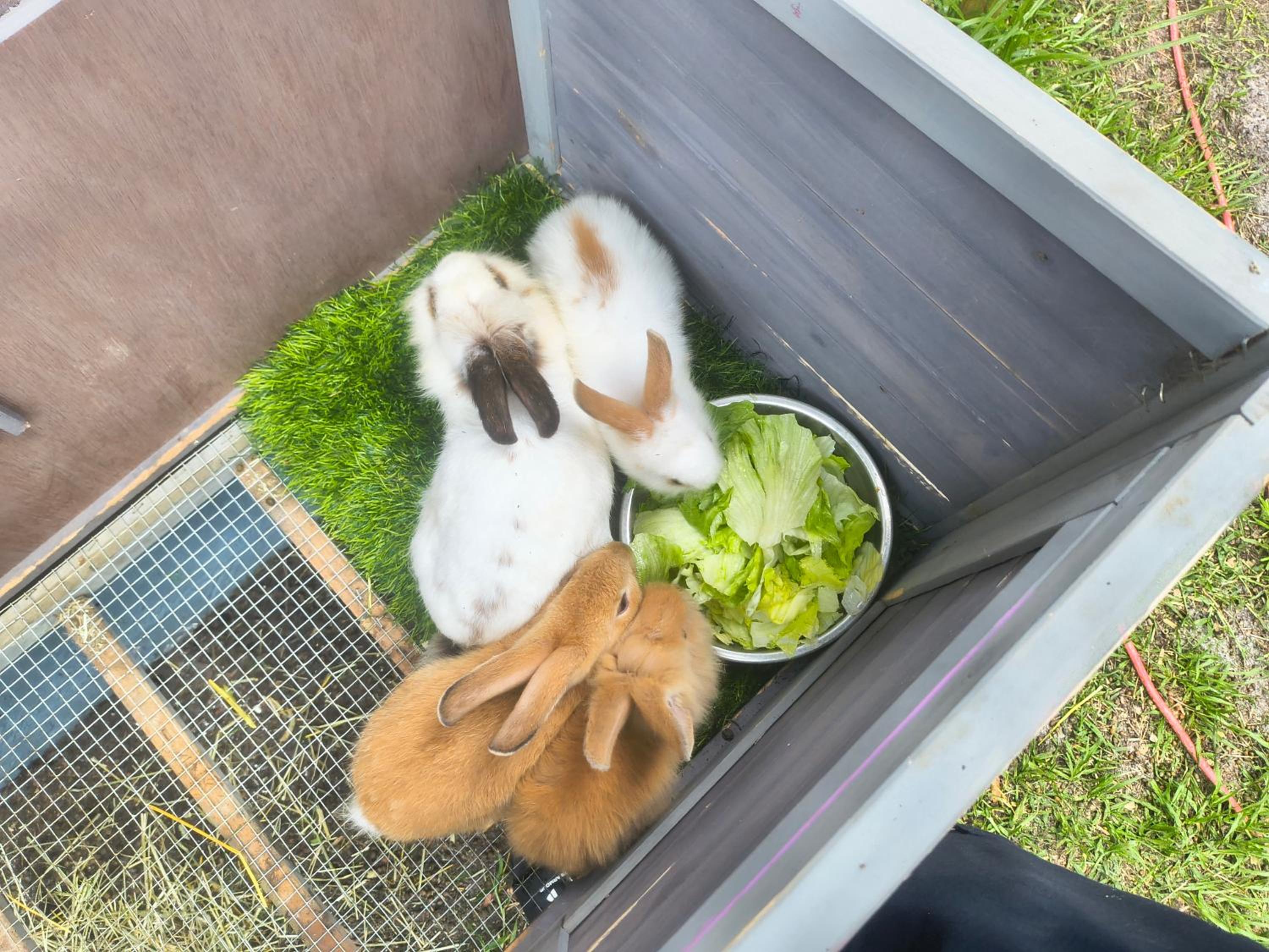 Tiny home barn style in backyard with Animals