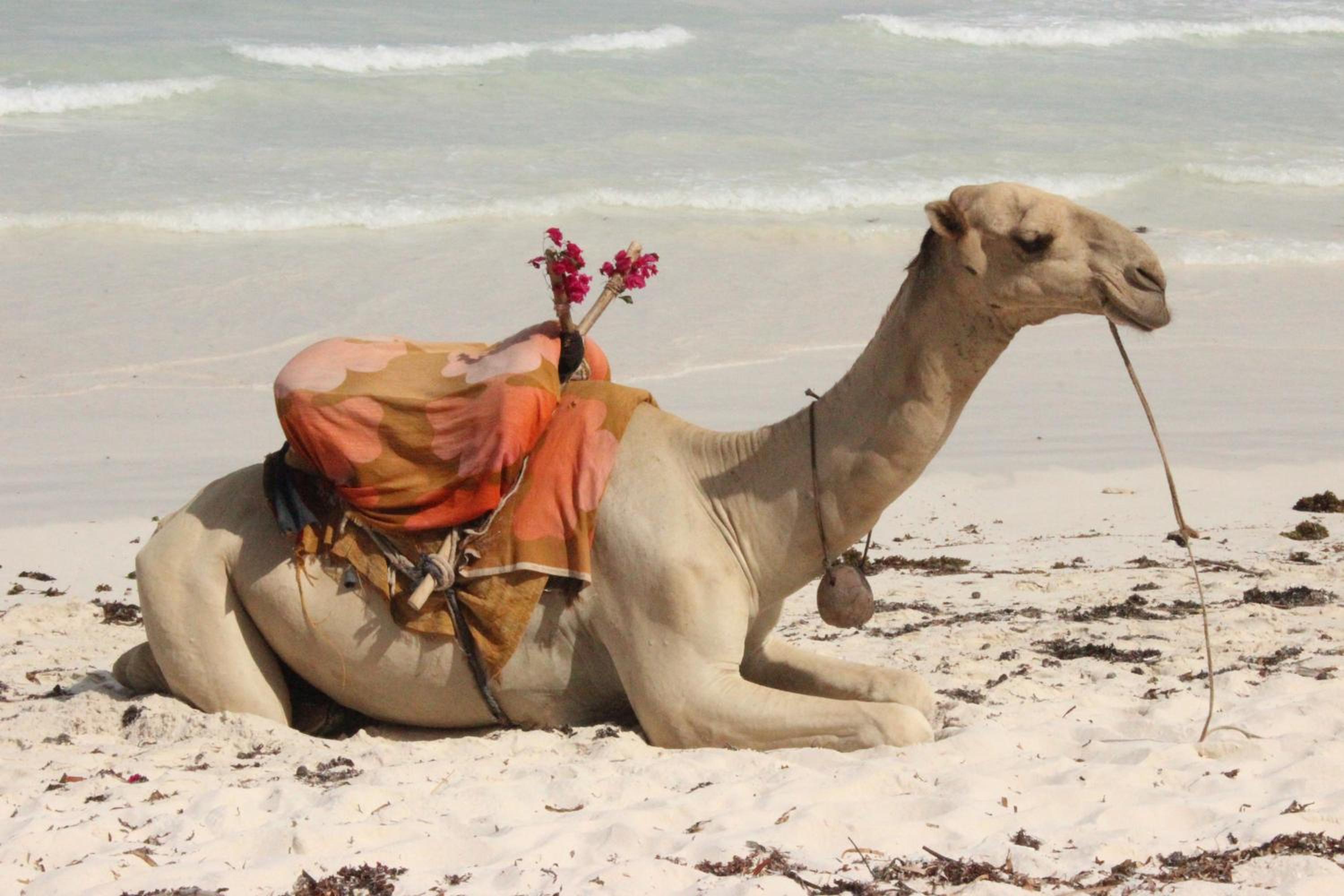 Diani Beachalets
