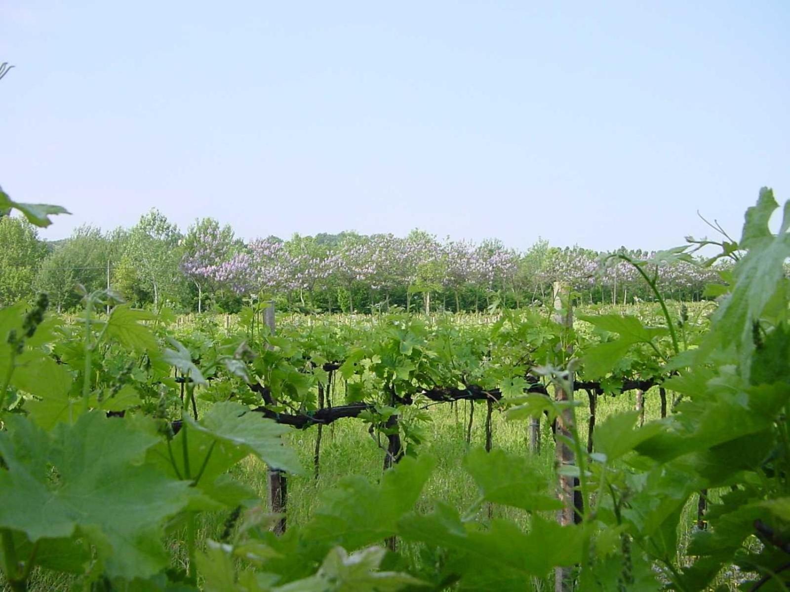 Agriturismo Radaméz