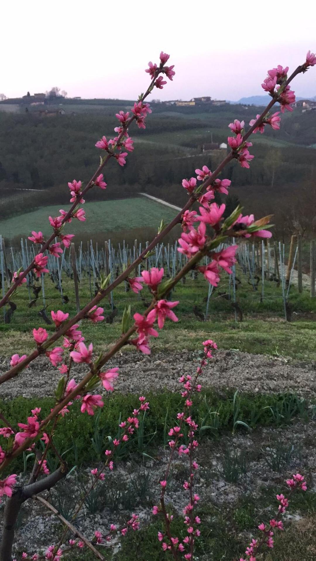 Cascina Baresane