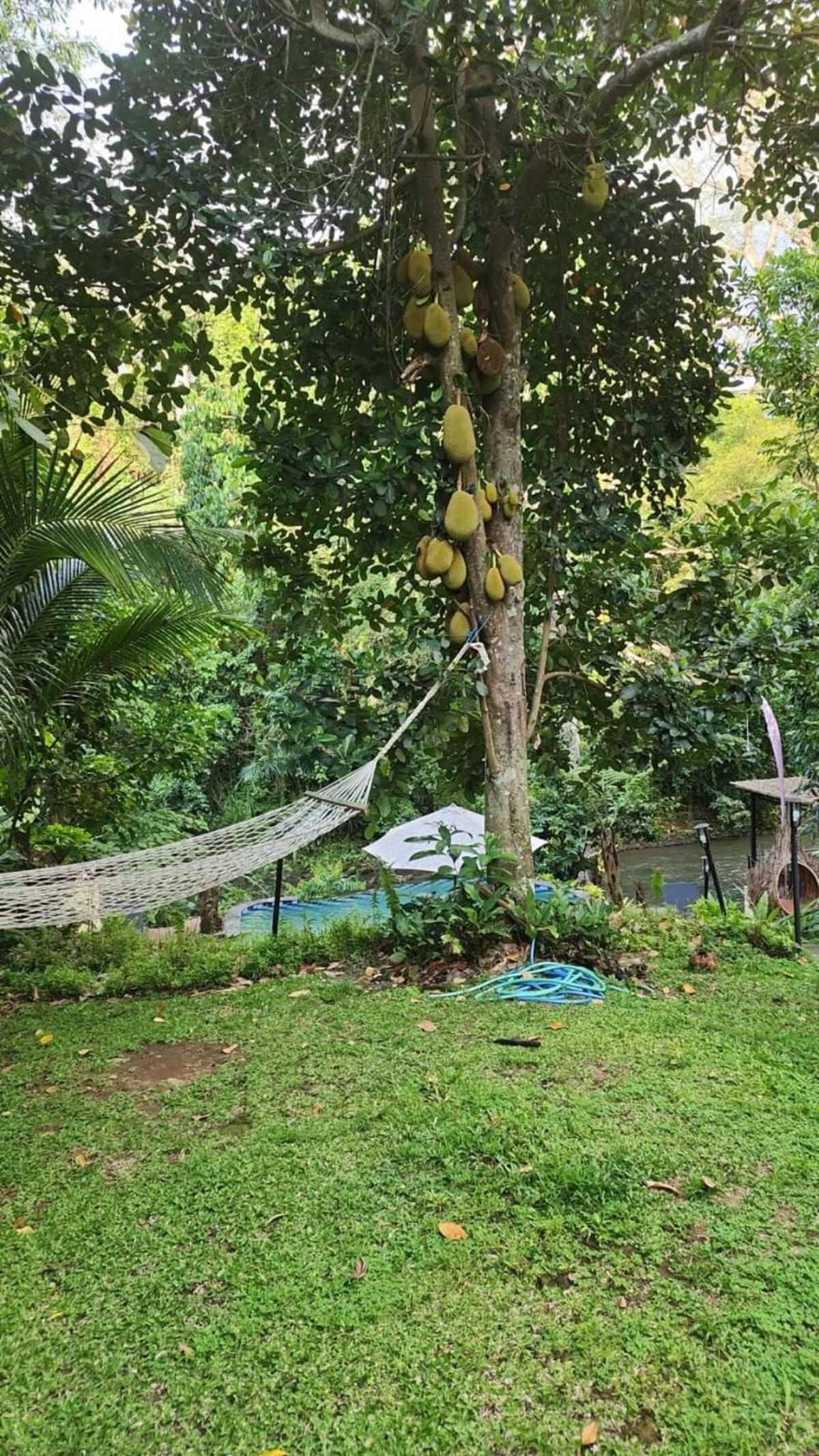 Jungle River 5 BR Villa- Pool, Yoga, Tubing Near Ubud