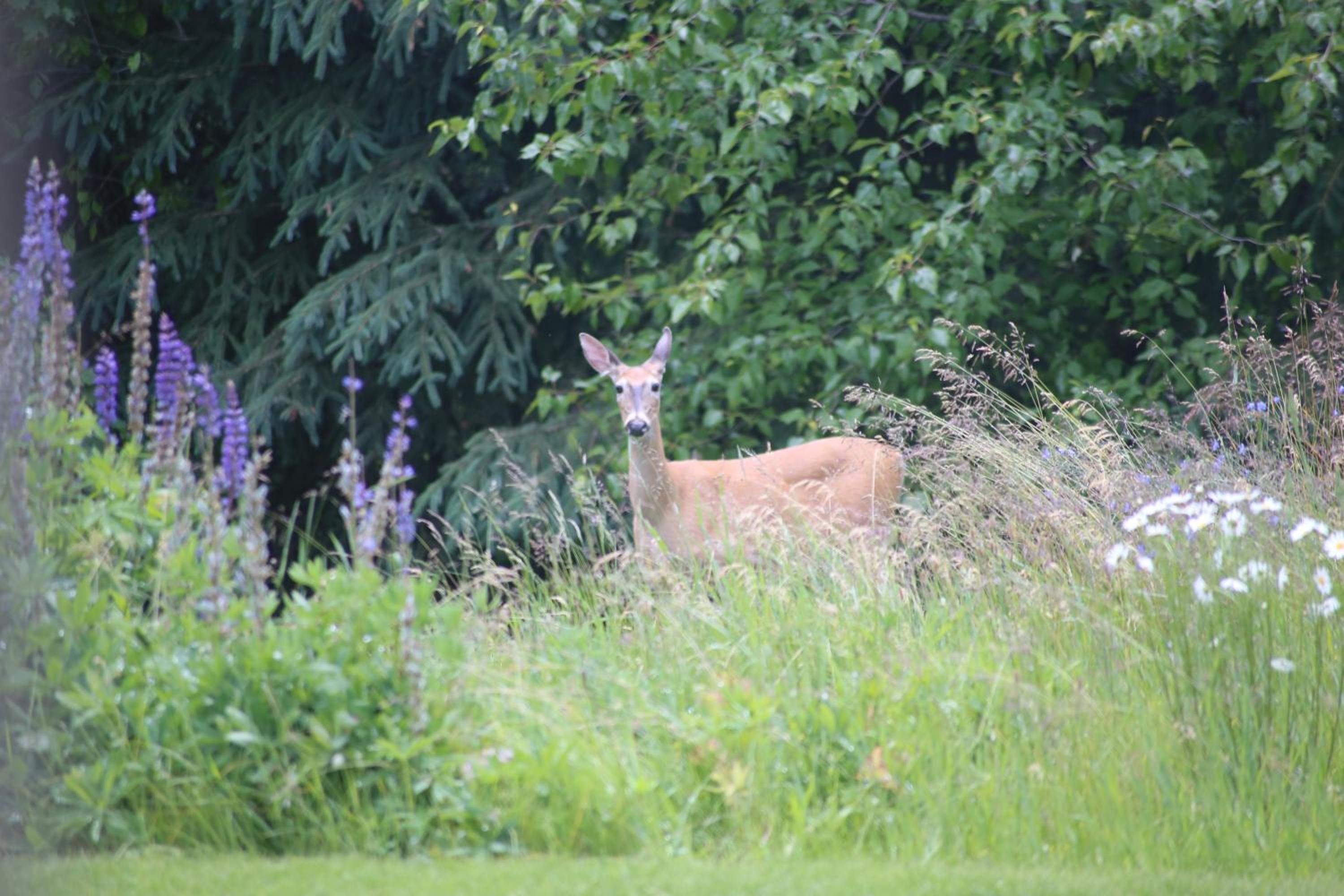 Vernon Vacations - Silver Star Bed and Breakfast - Property Image 26