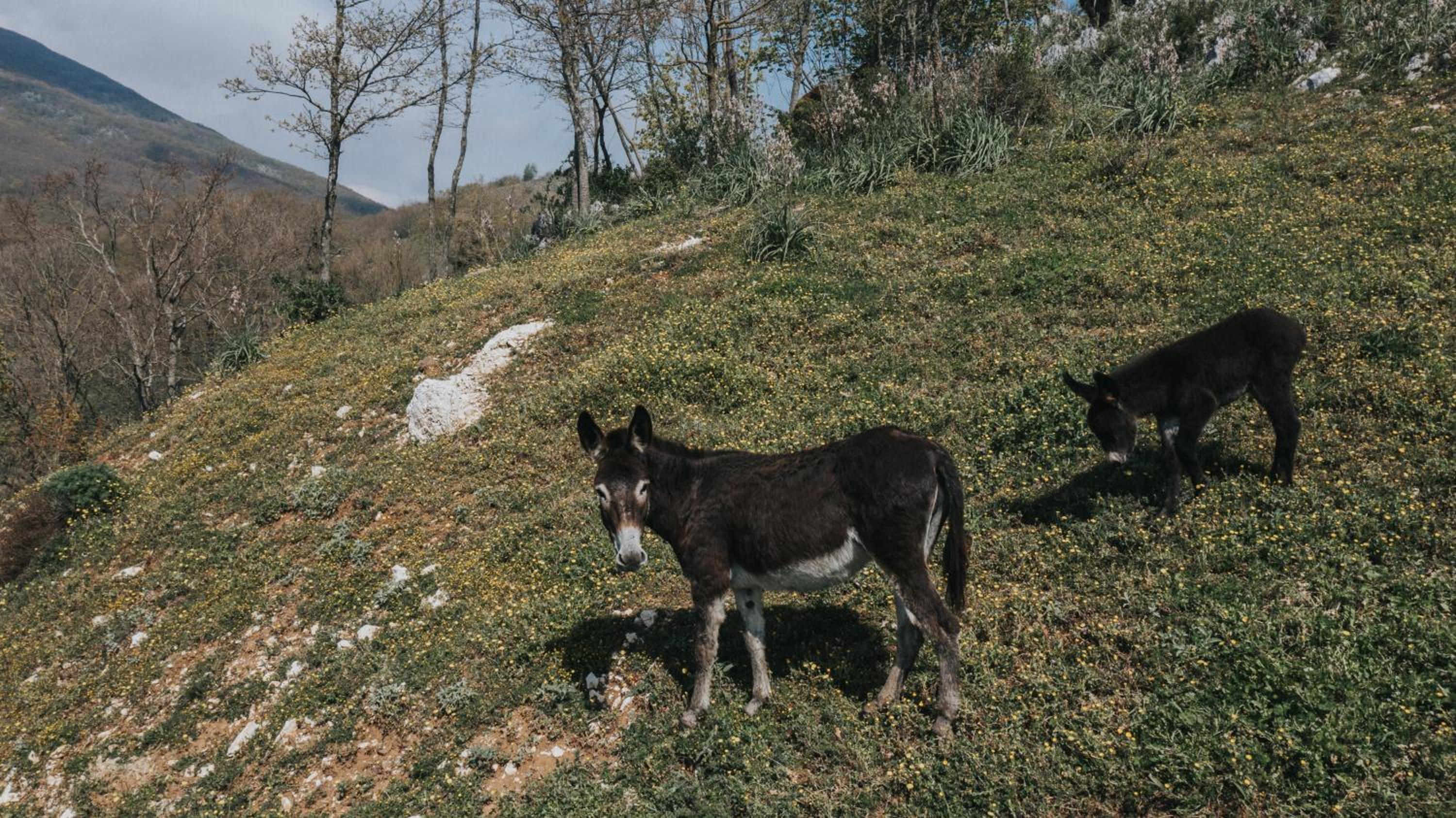 Villaggio Rurale Le Sette Querce