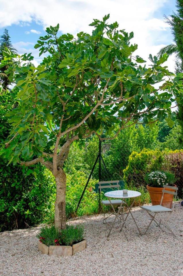 Calmancino delle Selve