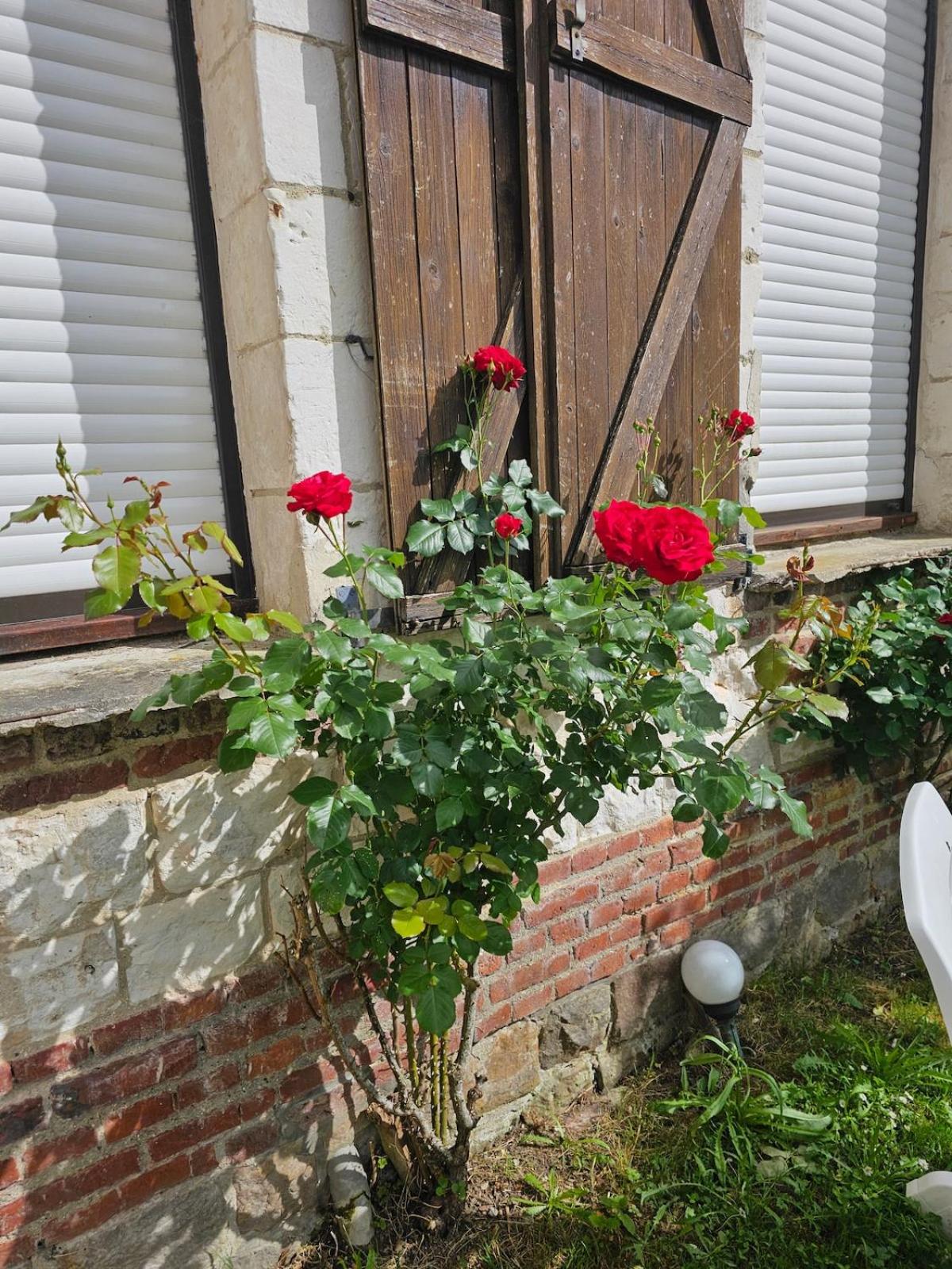 Les Roses du Souvenir