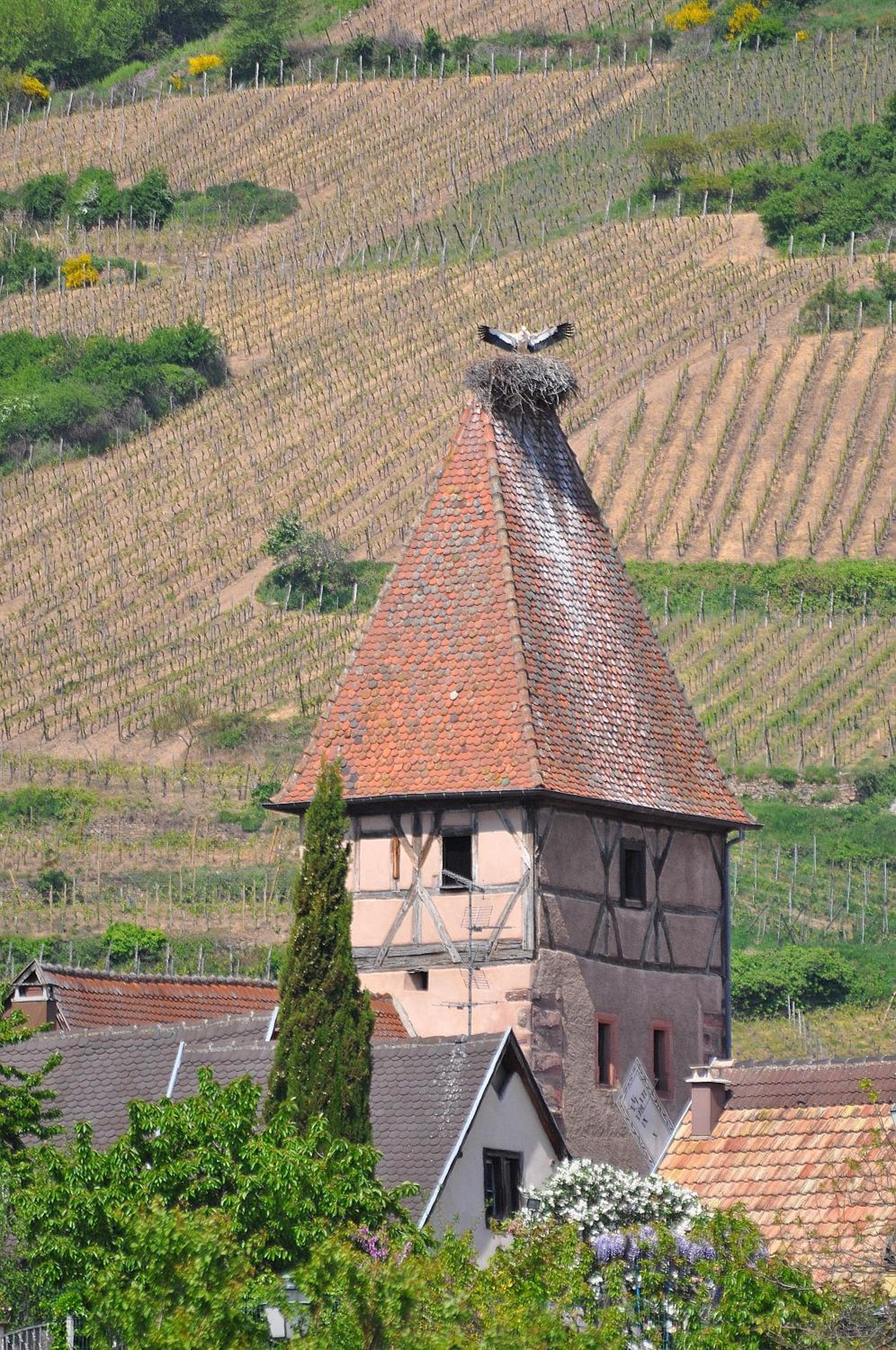 Gite du Vignoble view 5