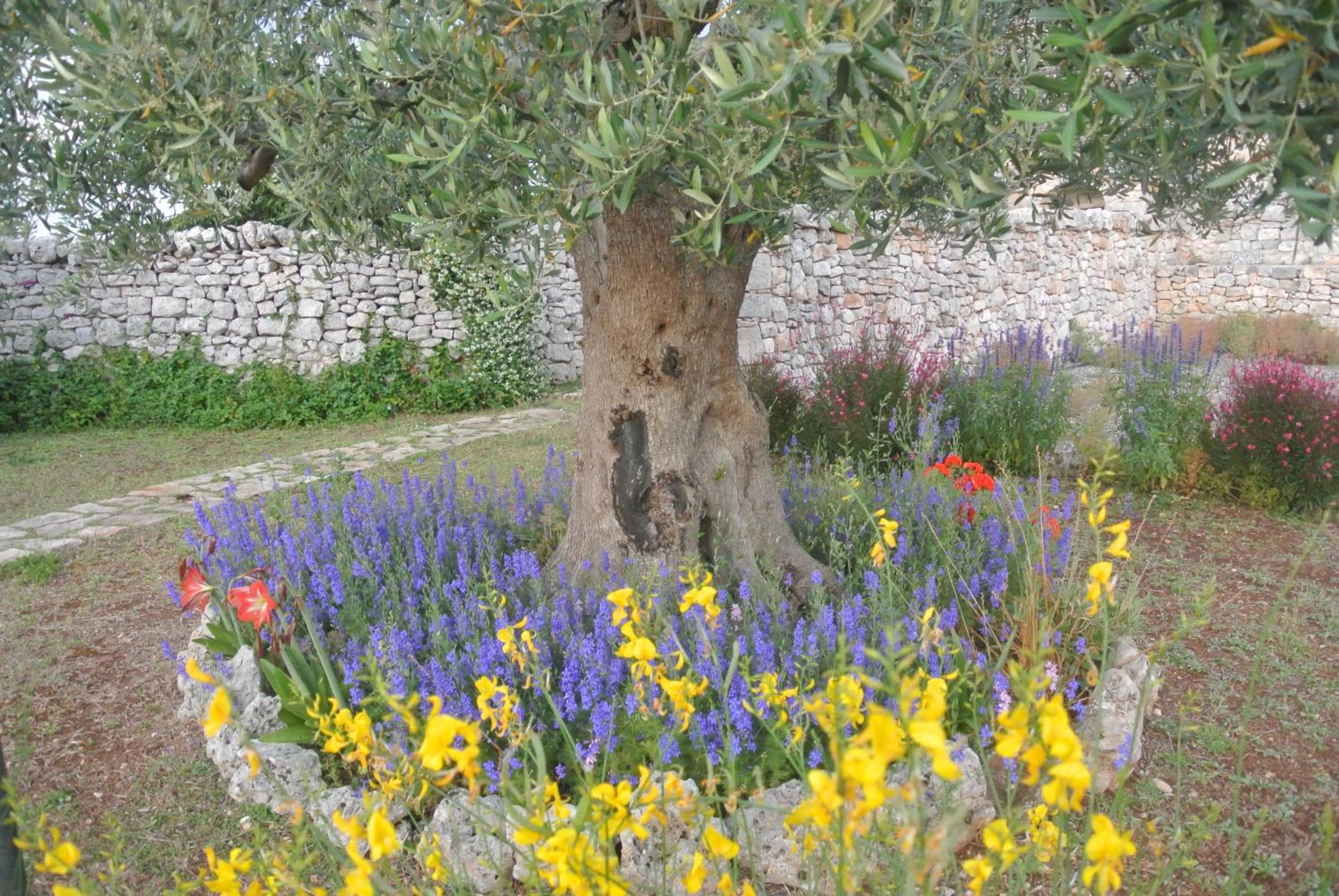 Trulli Paparale view 4